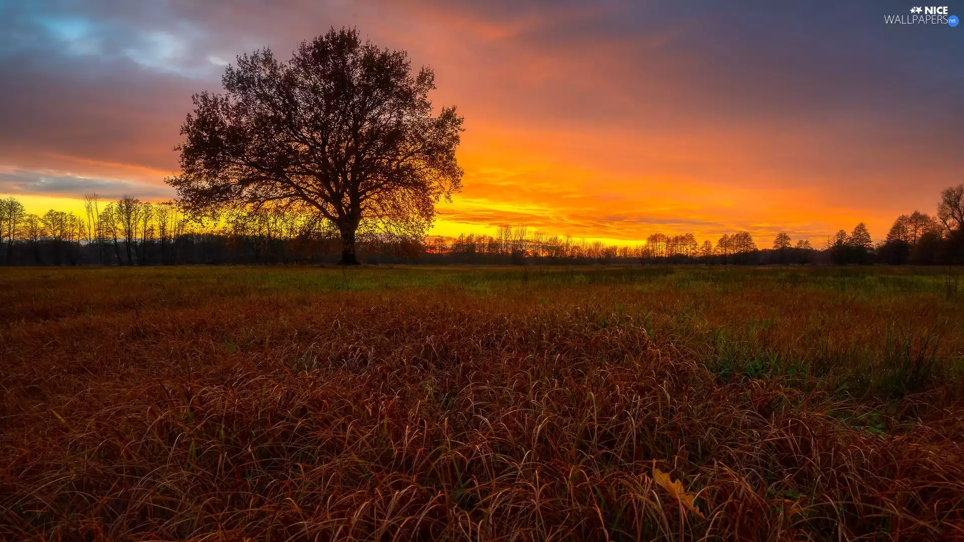 grass, Great Sunsets, trees