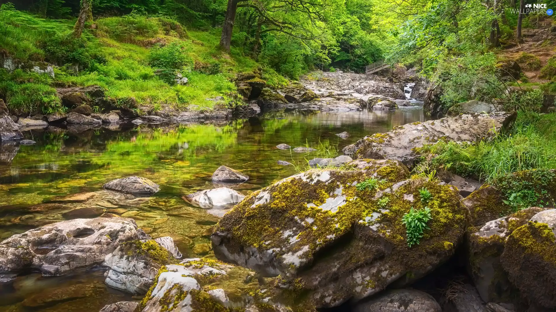 trees, forest, viewes, Stones, green ones, Plants, bridges, grass, River