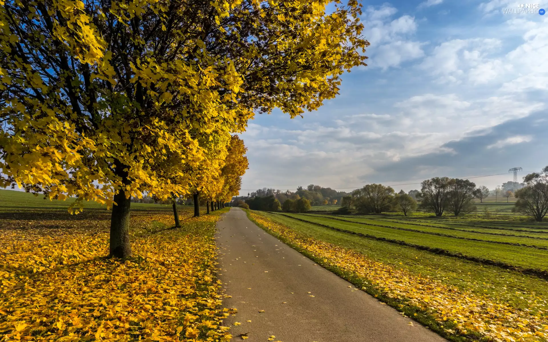 viewes, Way, grass, trees, autumn, Leaf, Sky