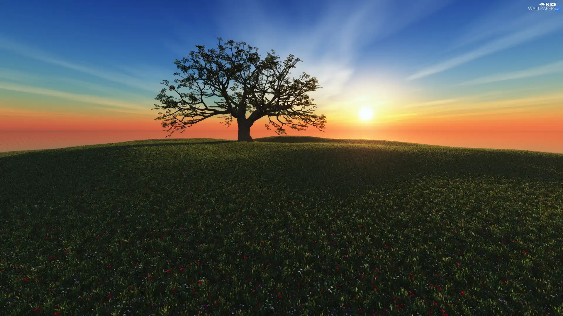 Meadow, Great Sunsets, trees