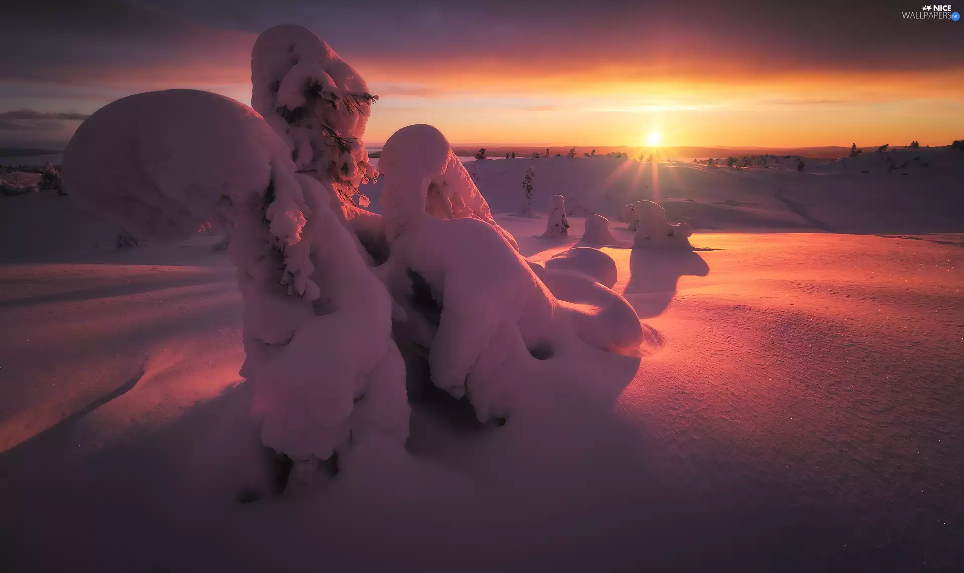 trees, viewes, rays of the Sun, Great Sunsets, winter