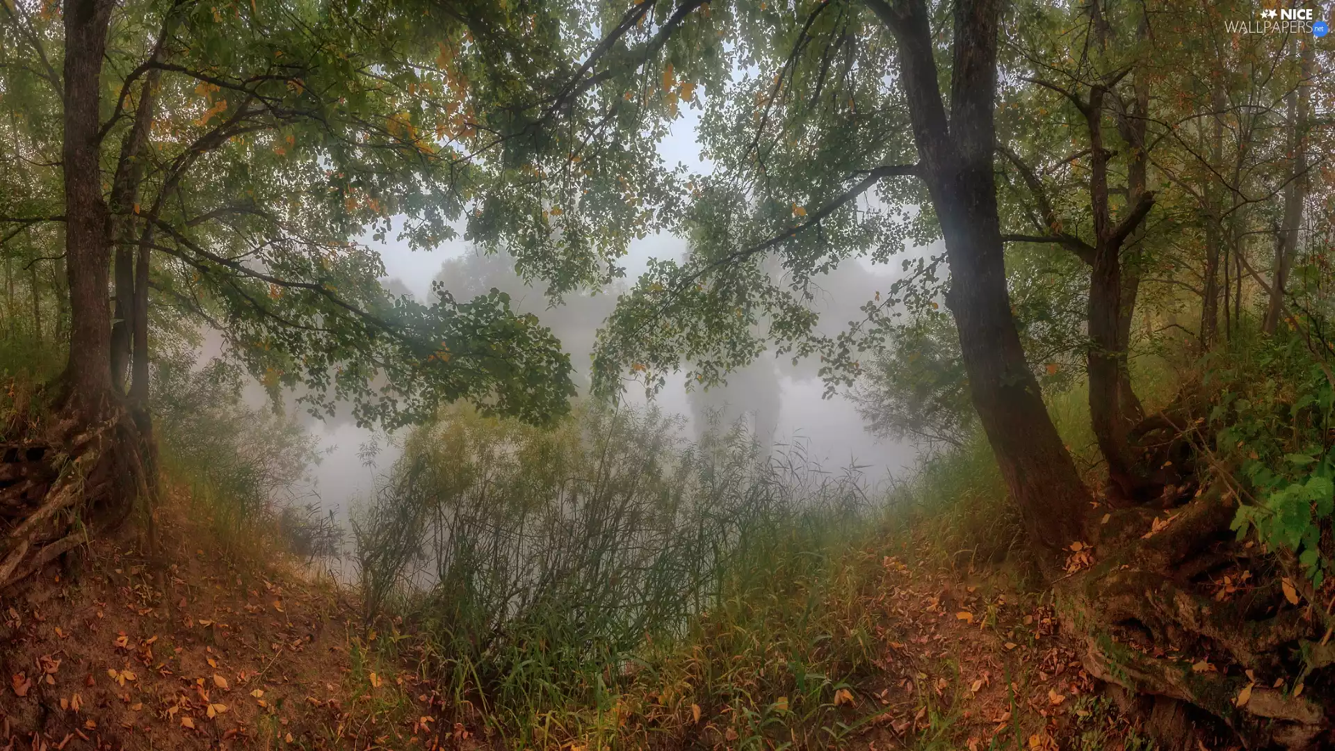 viewes, Fog, Hazy, trees, forest, grass, lake