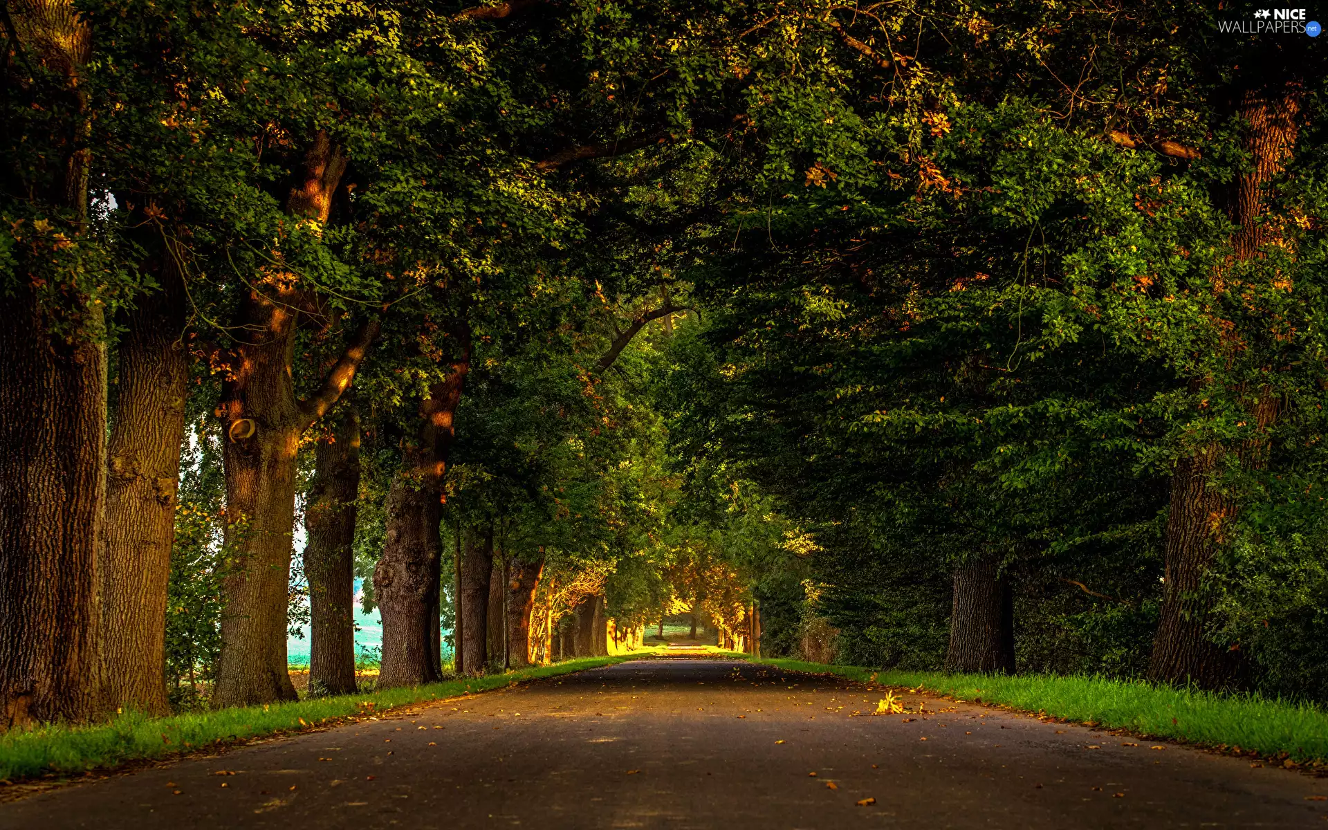 hedge, viewes, Way, trees