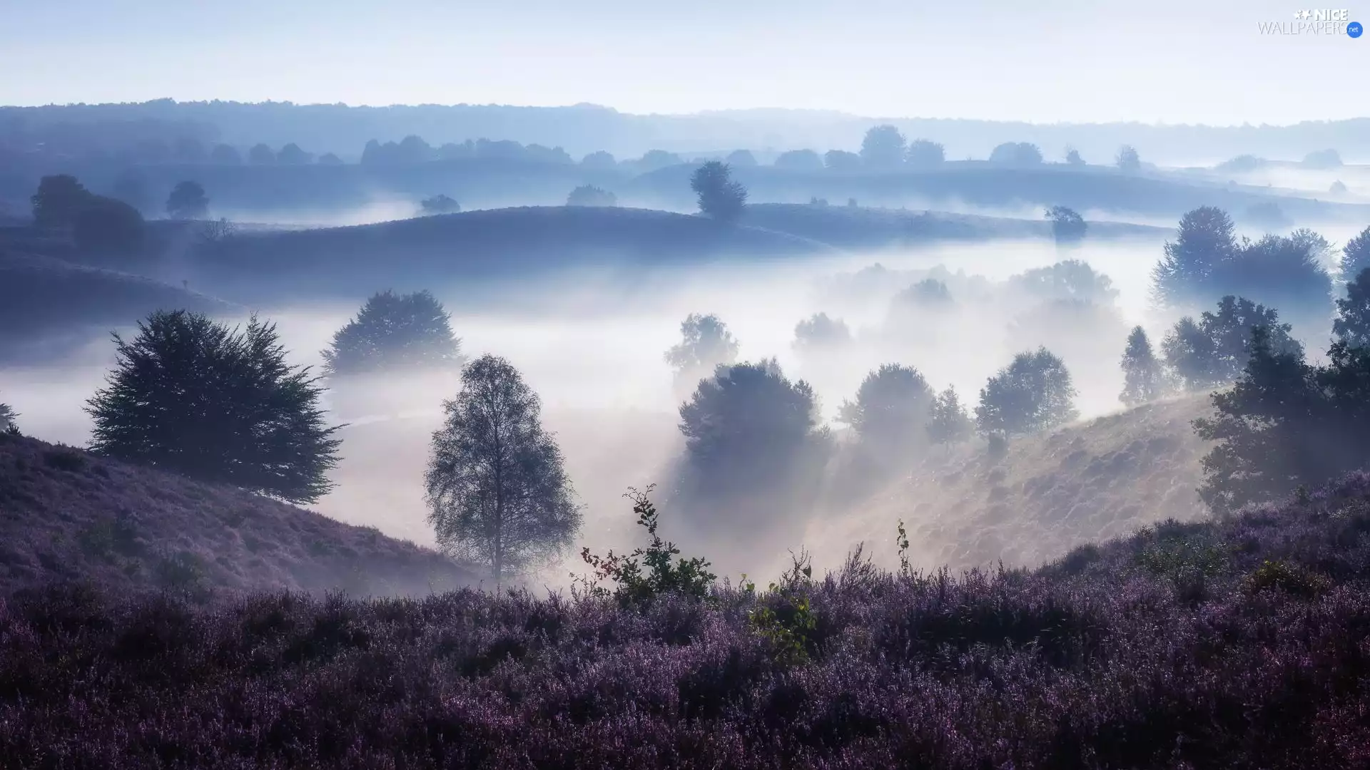viewes, Fog, heath, trees, The Hills
