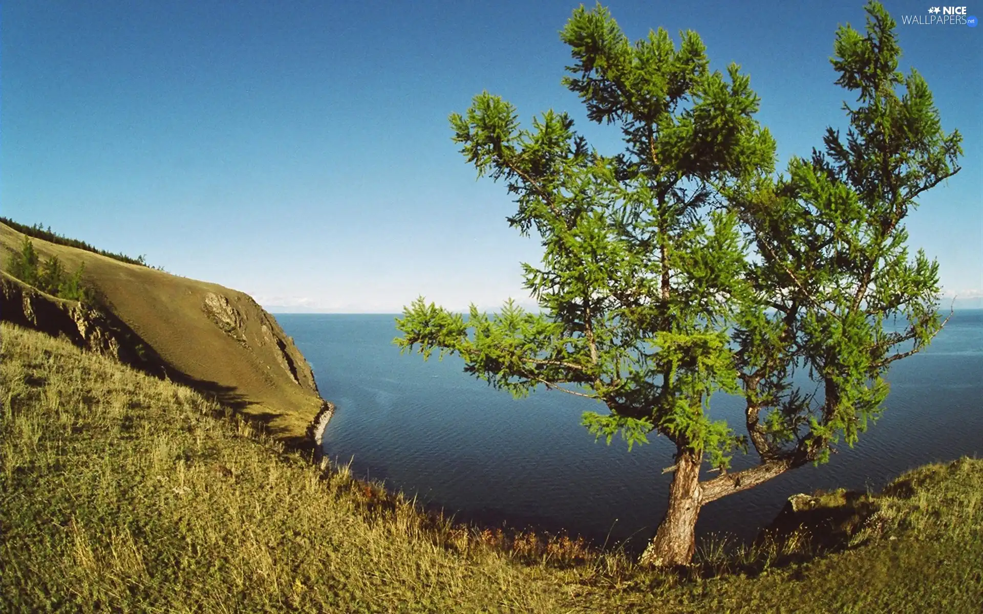 The Hills, sea, trees