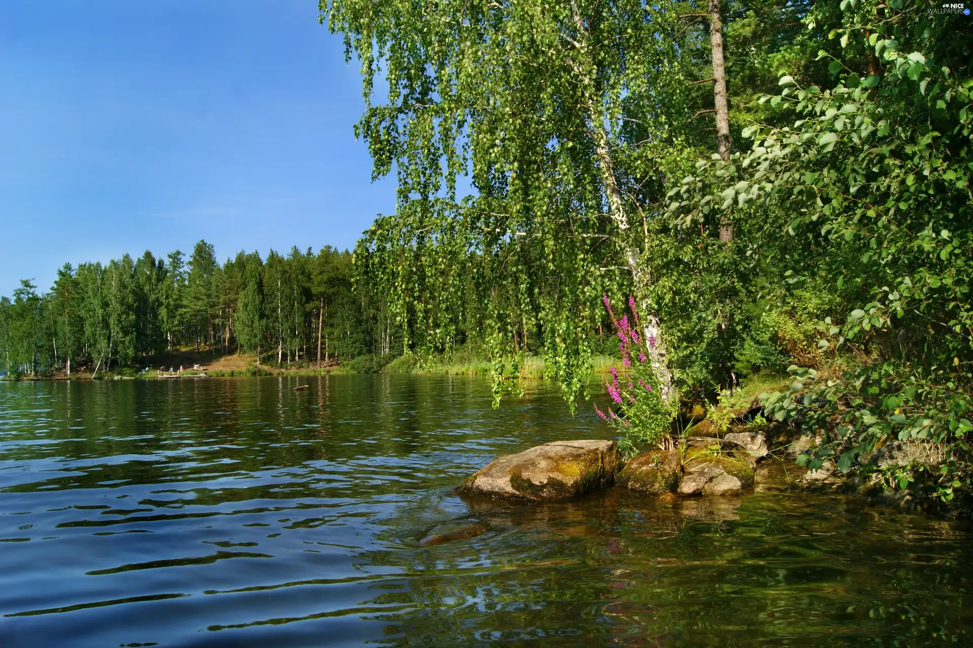 lake, coast, trees, forest