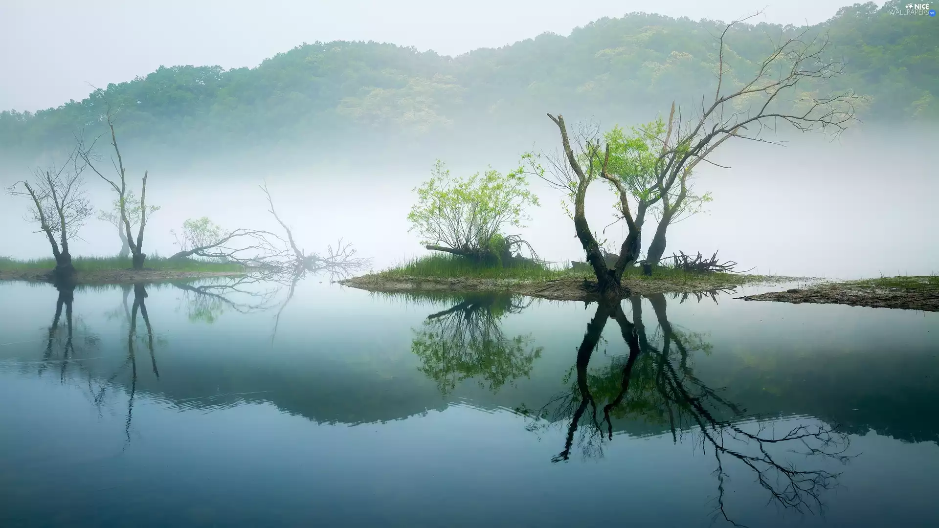 lake, viewes, Fog, trees