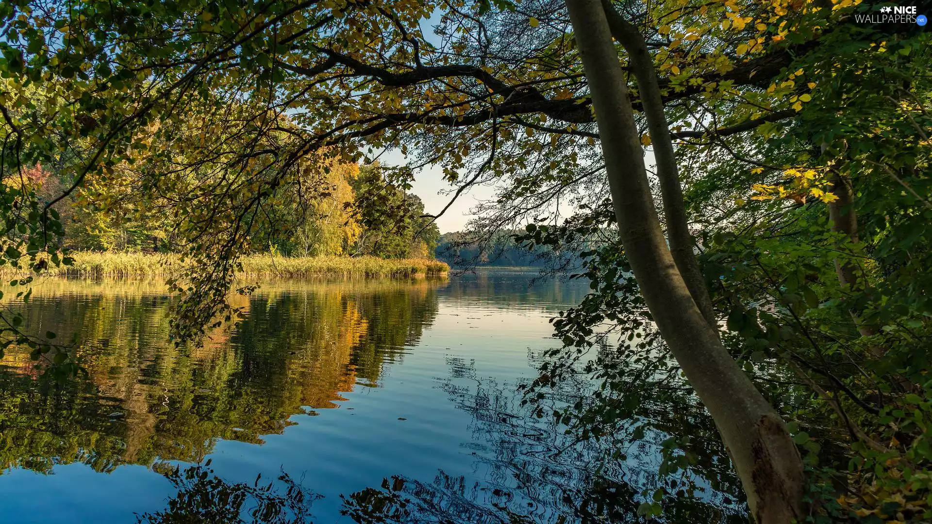 branch pics, rushes, trees, viewes, lake