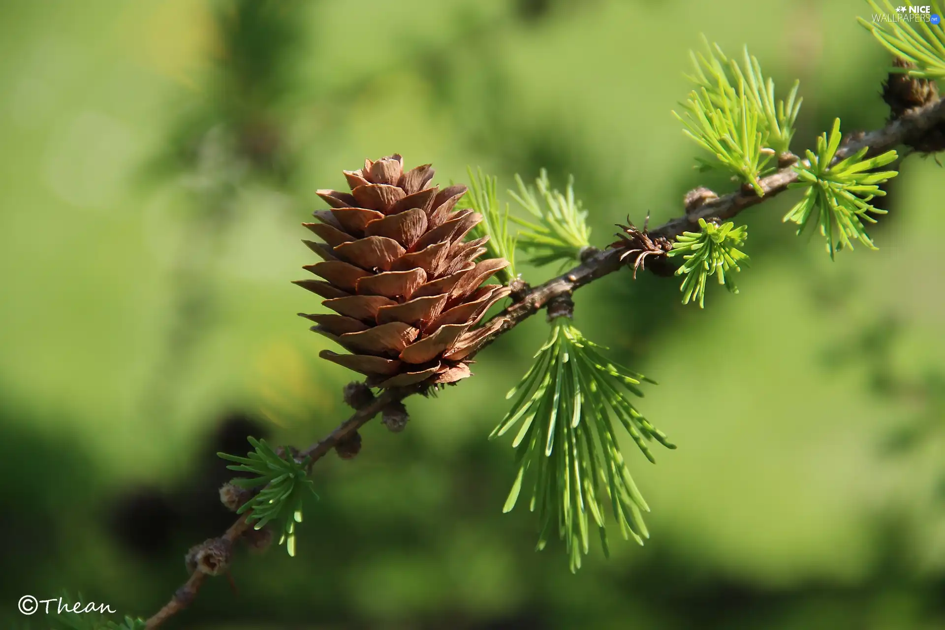 trees, cone, larch