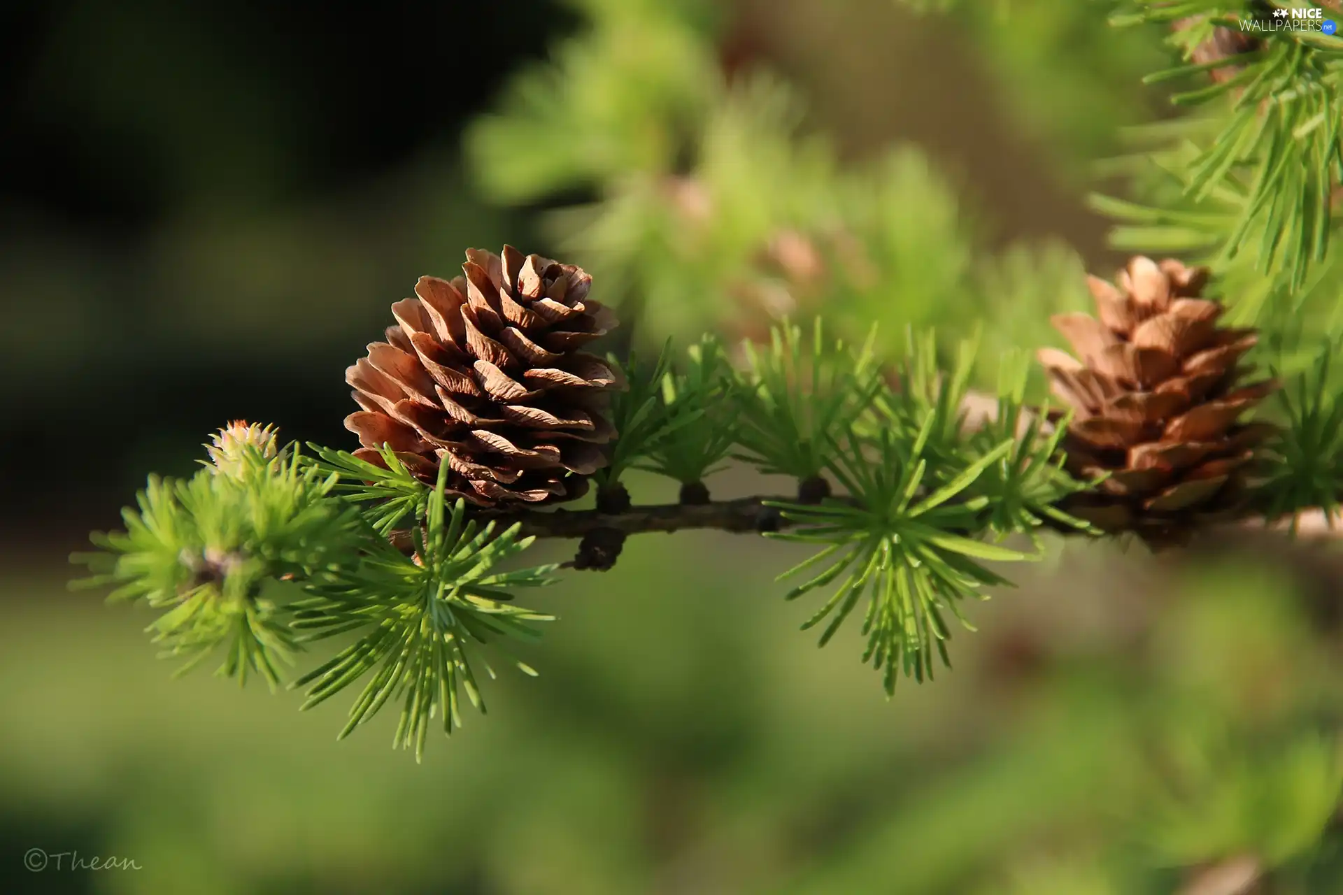 trees, cones, larch