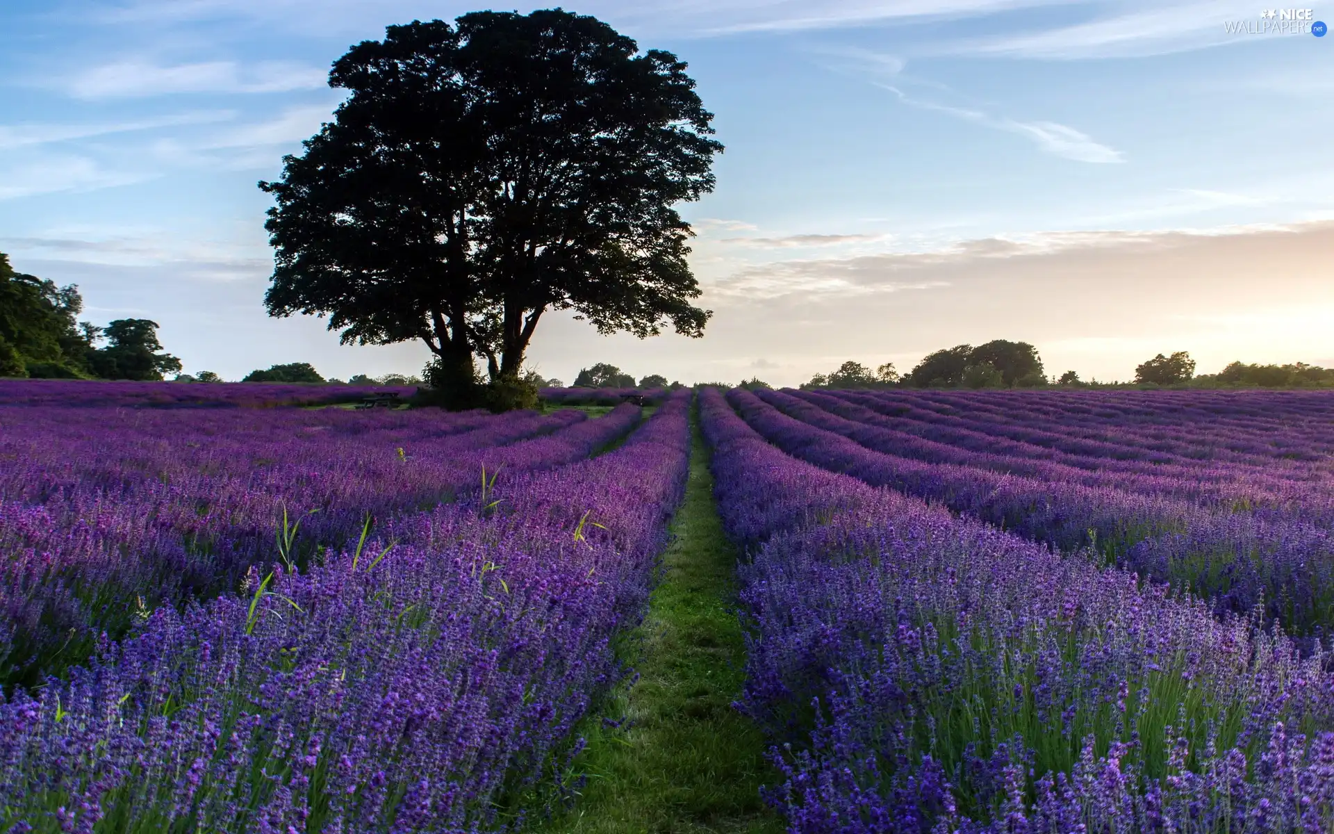 trees, Field, lavender