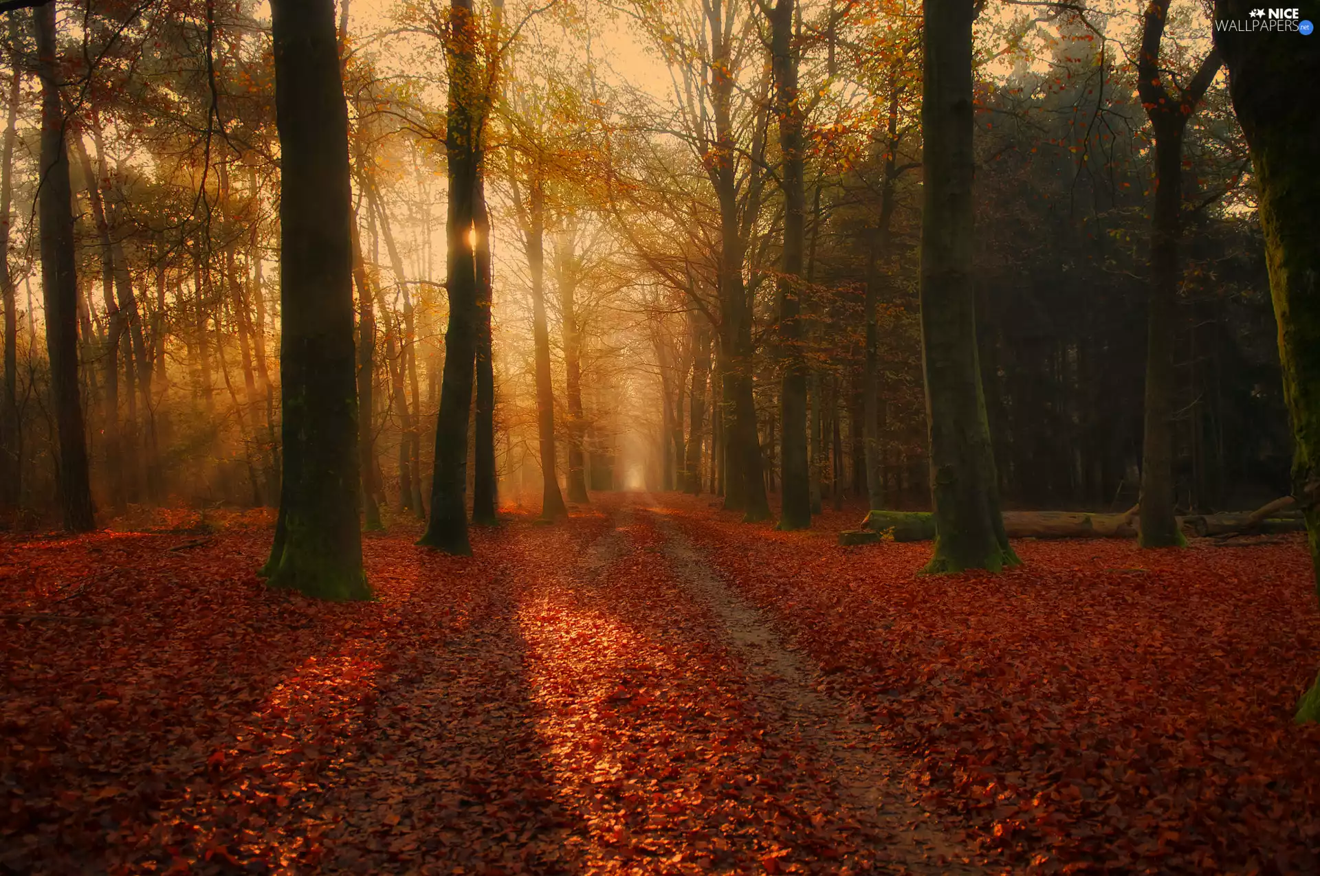trees, autumn, light breaking through sky, Leaf, viewes, forest