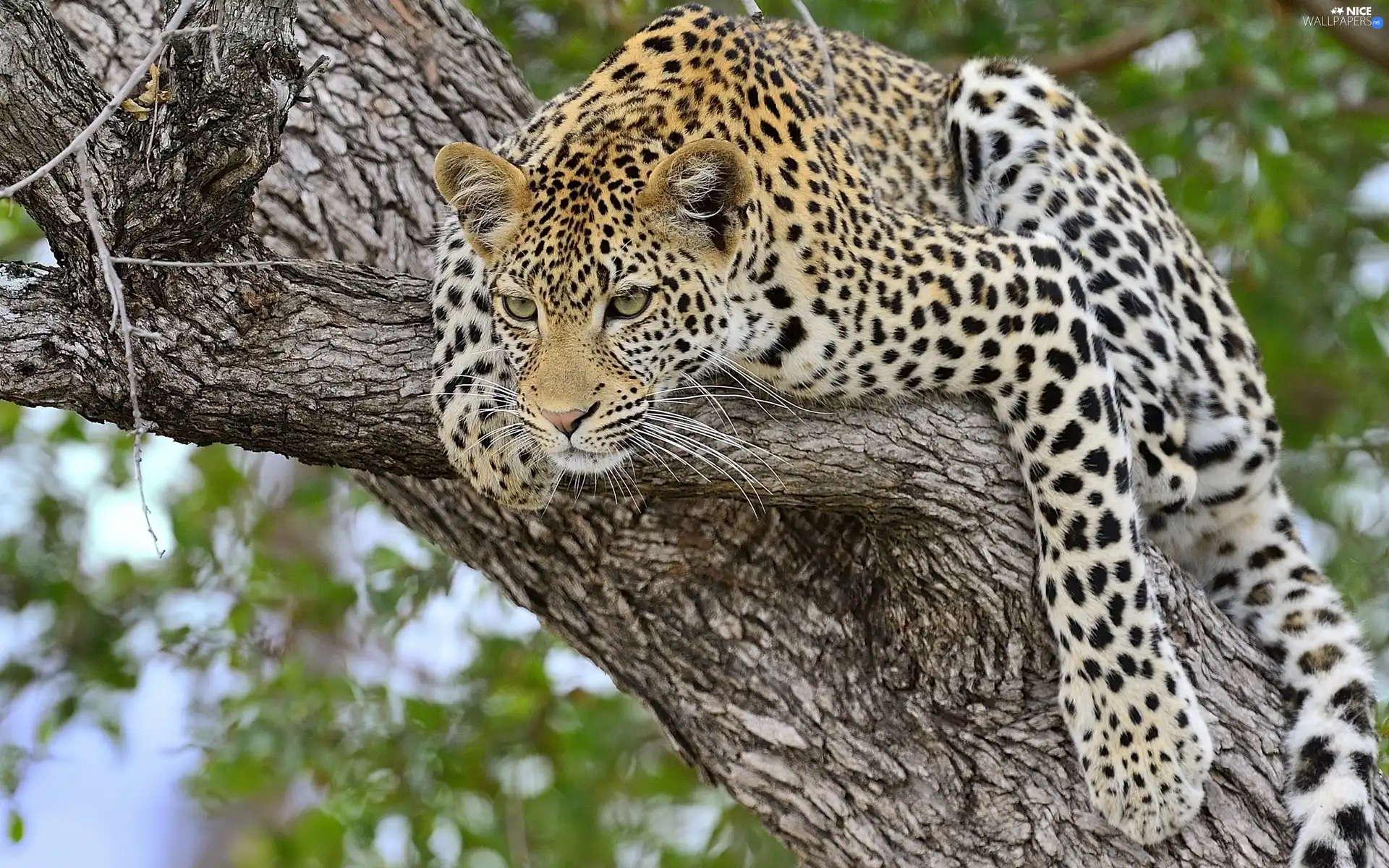 Leopards, trees