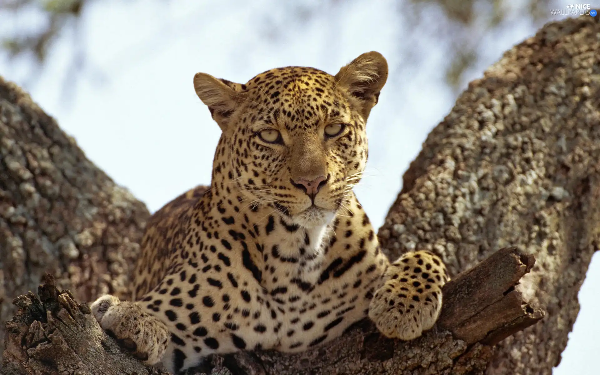 trees, Resting, Leopards