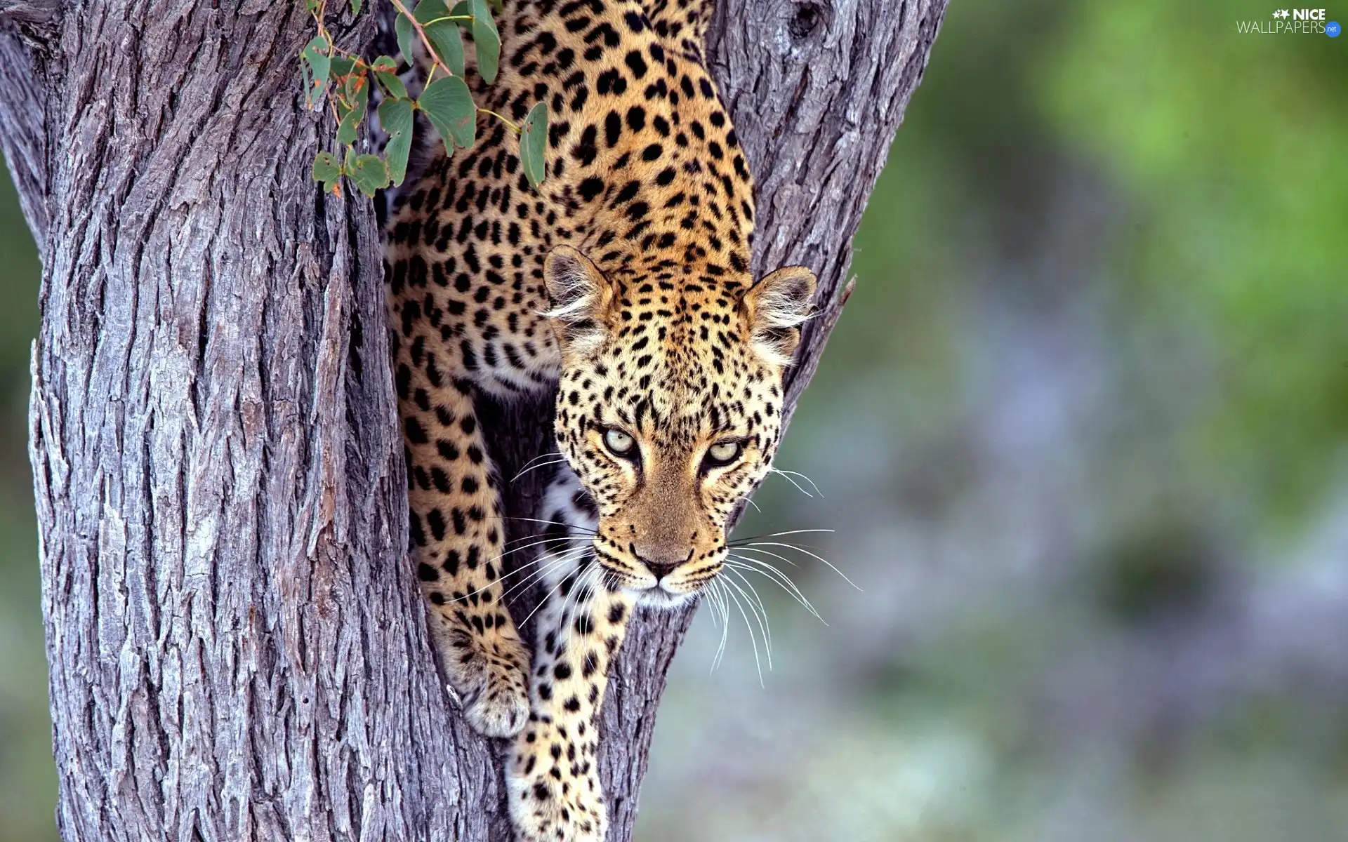 Leopards, trees