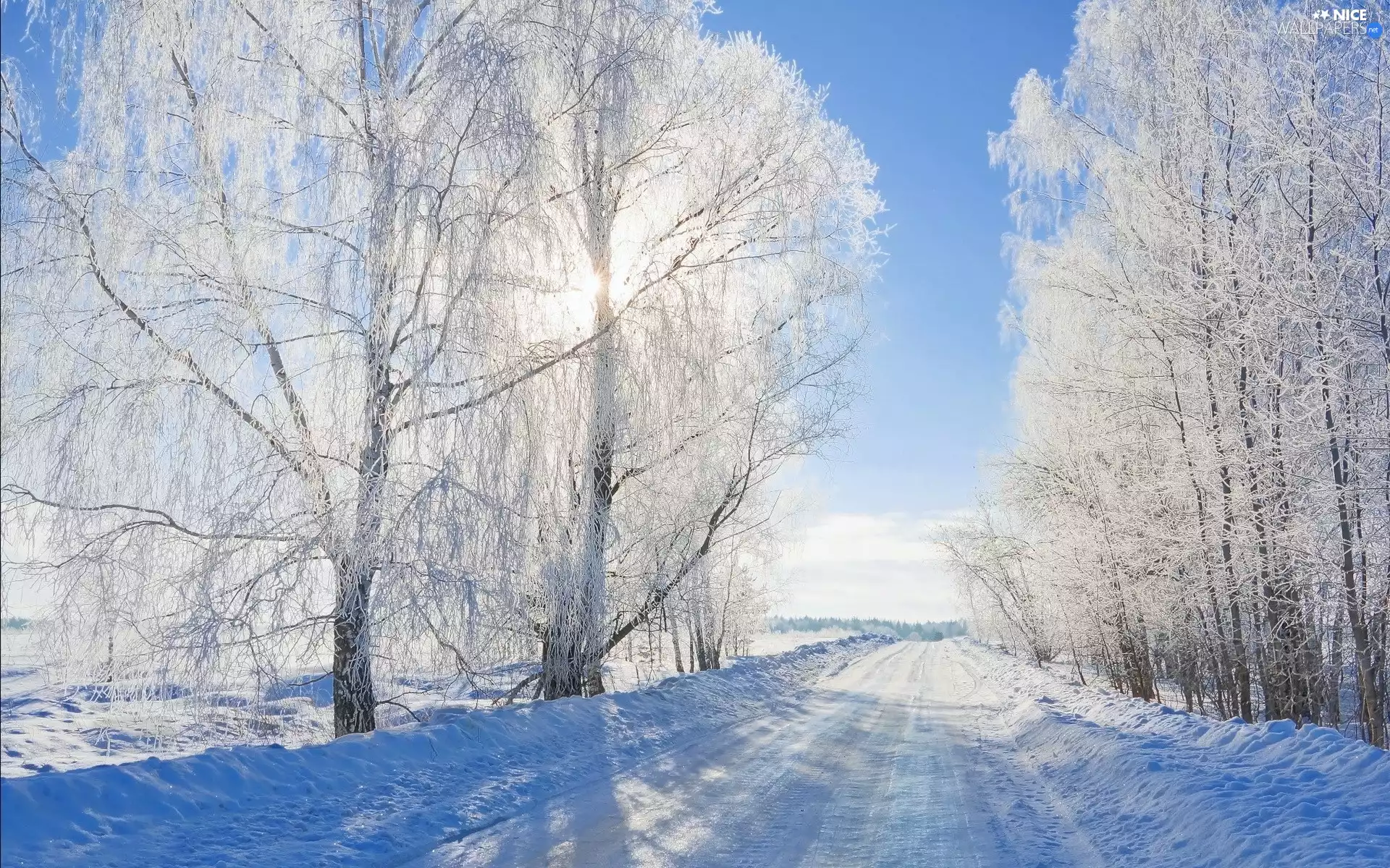 trees, winter, viewes, Way, flash, luminosity, ligh, sun, Przebijające