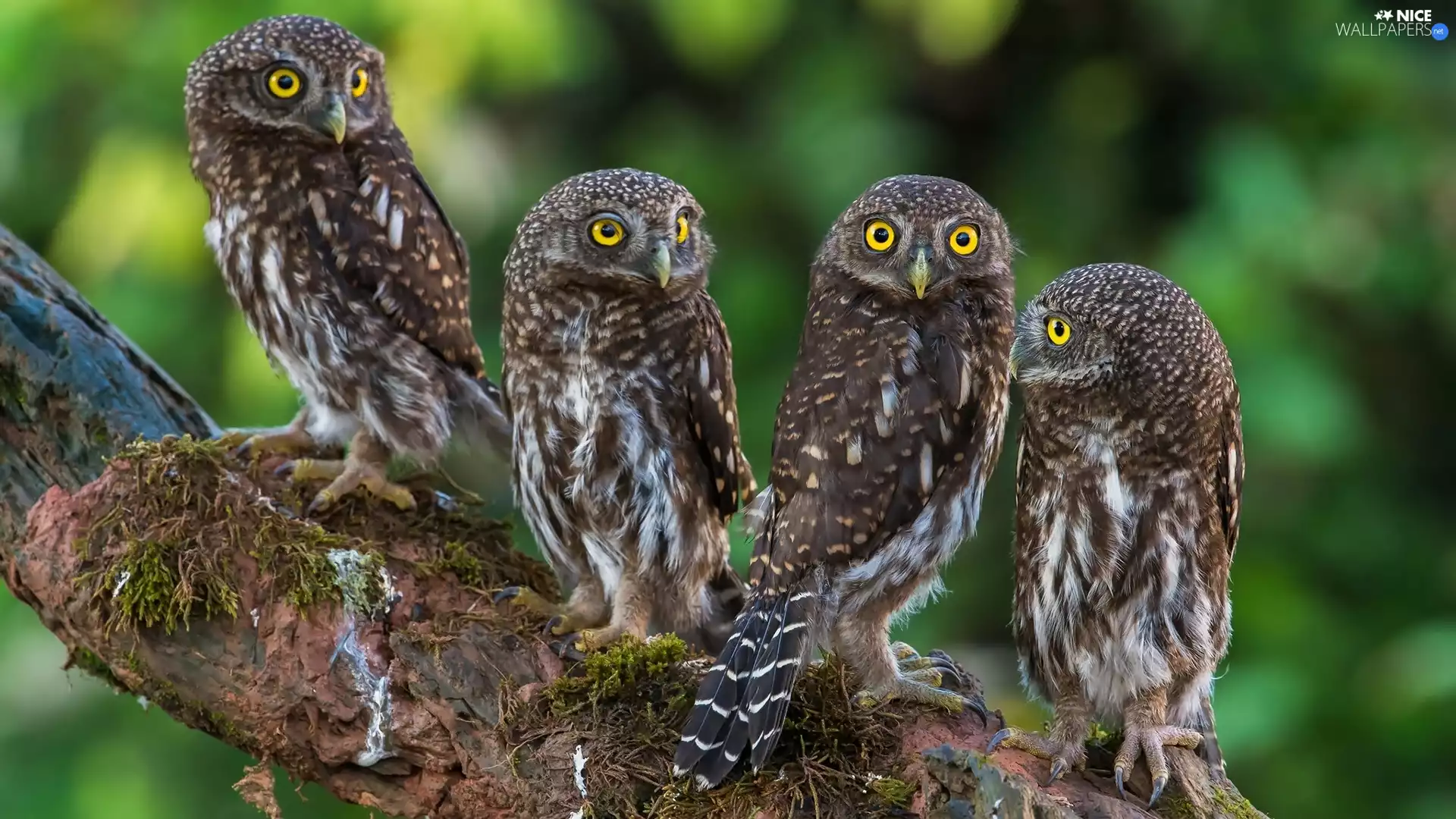 trees, Lod on the beach, Owls, Little Owl, four