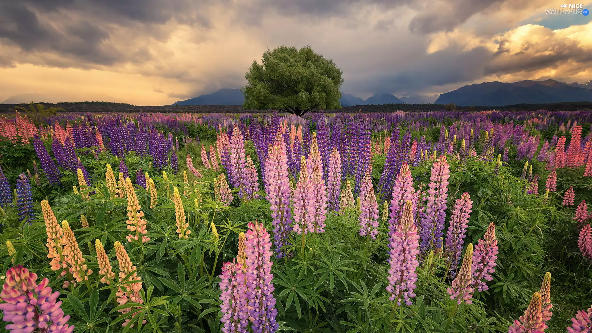 trees, Meadow, lupine