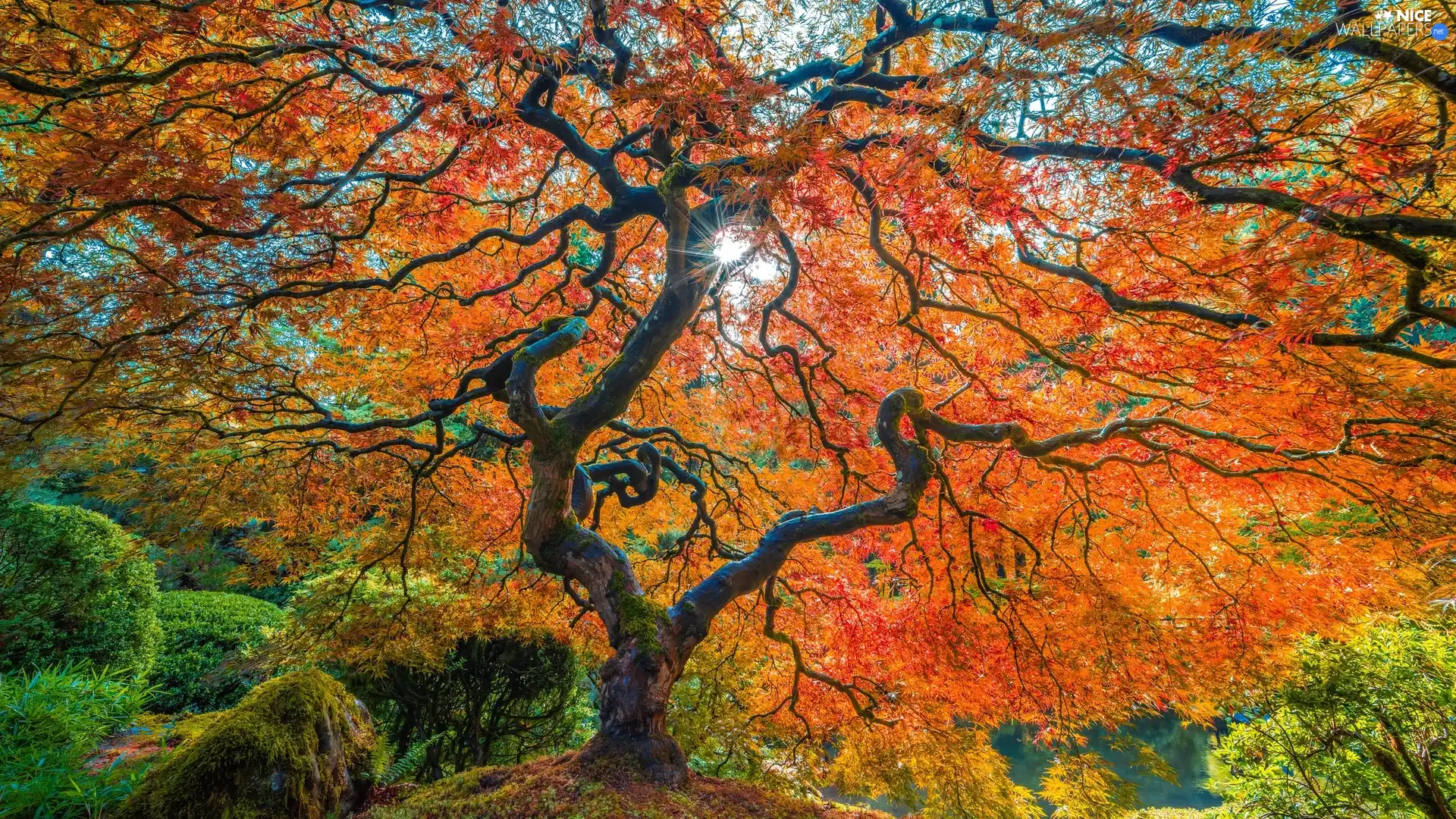 autumn, trees, Maple Palm, color