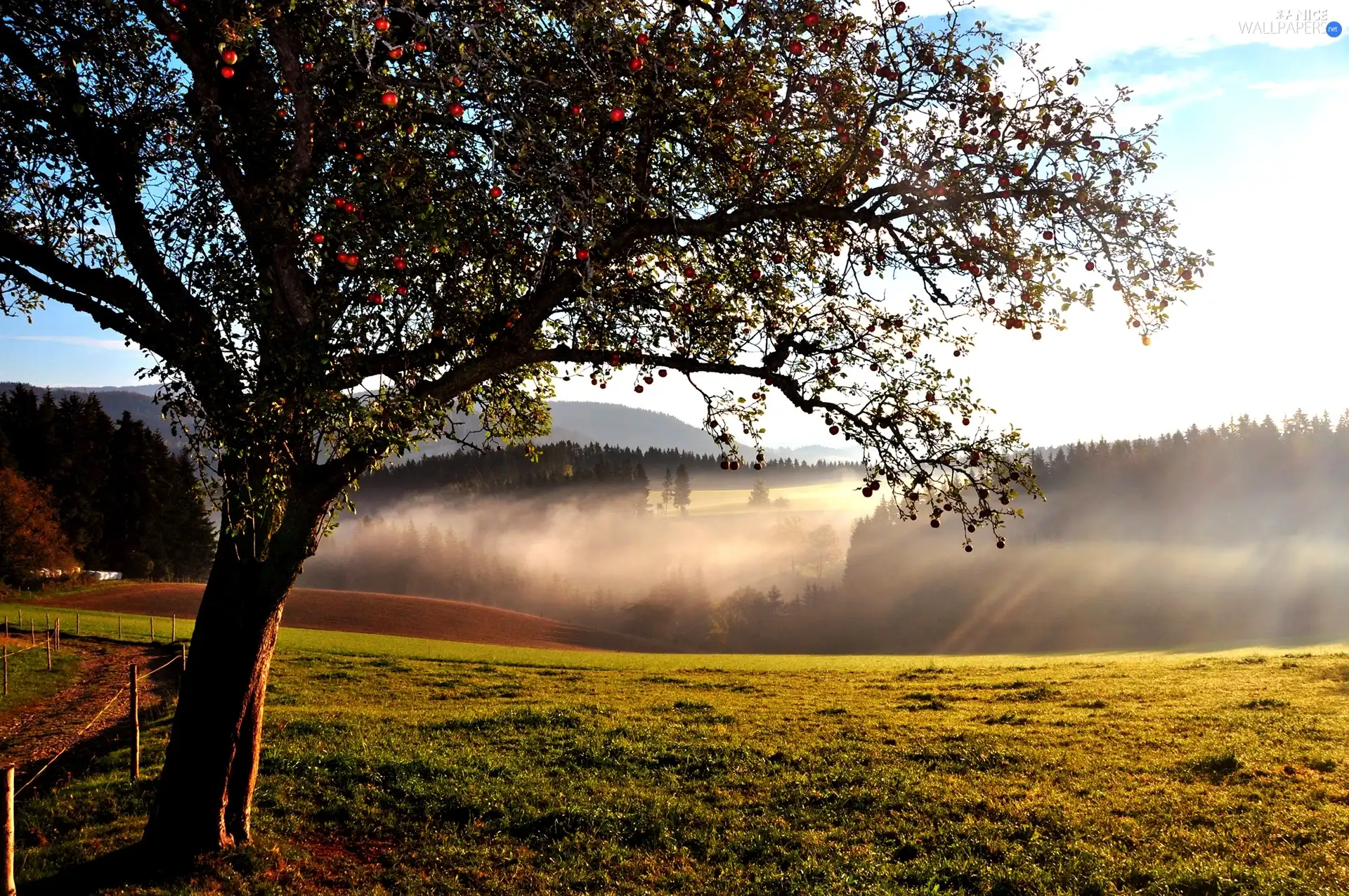 Meadow, Fog, trees, Path