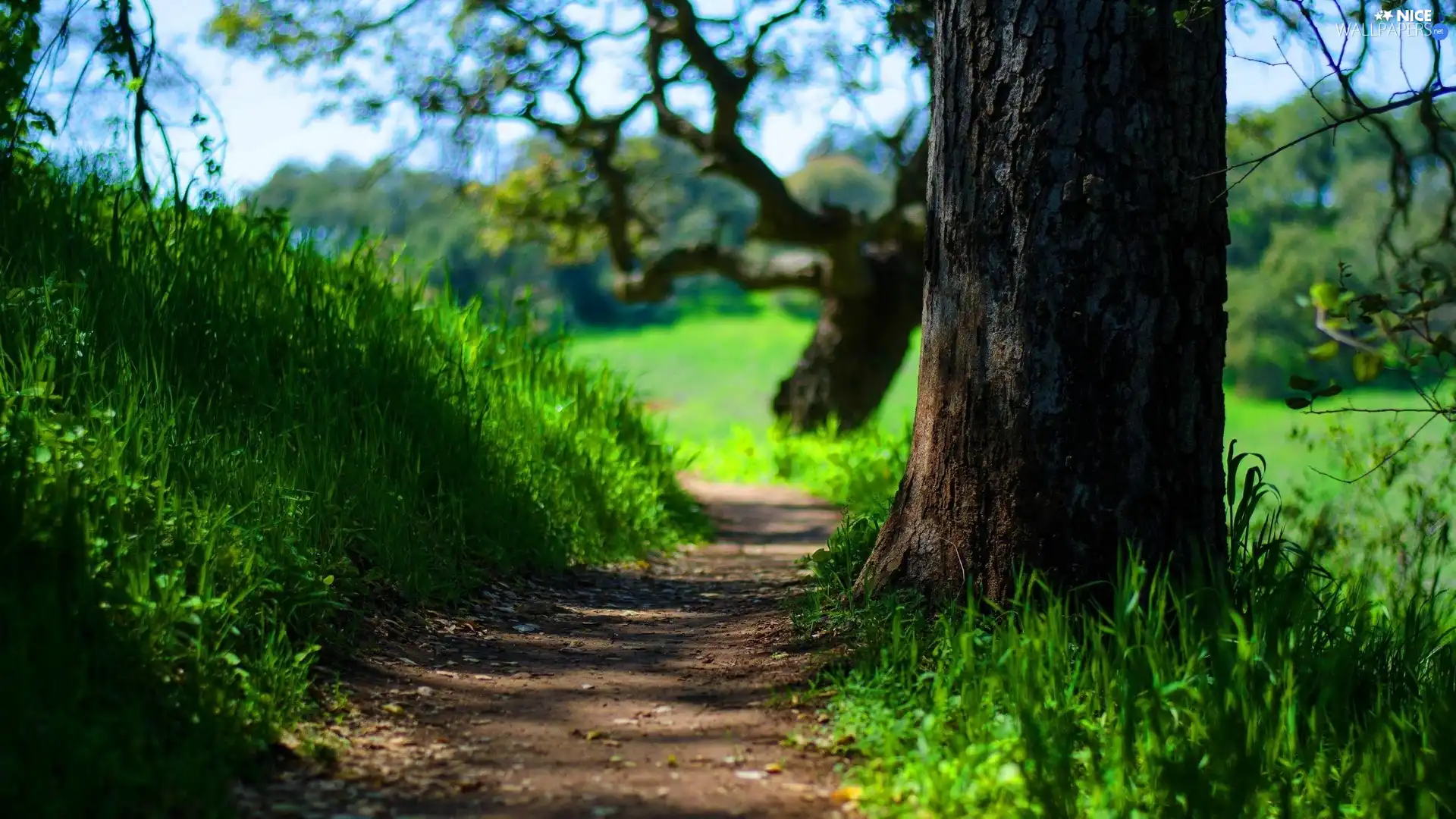 trees, Path, Meadow