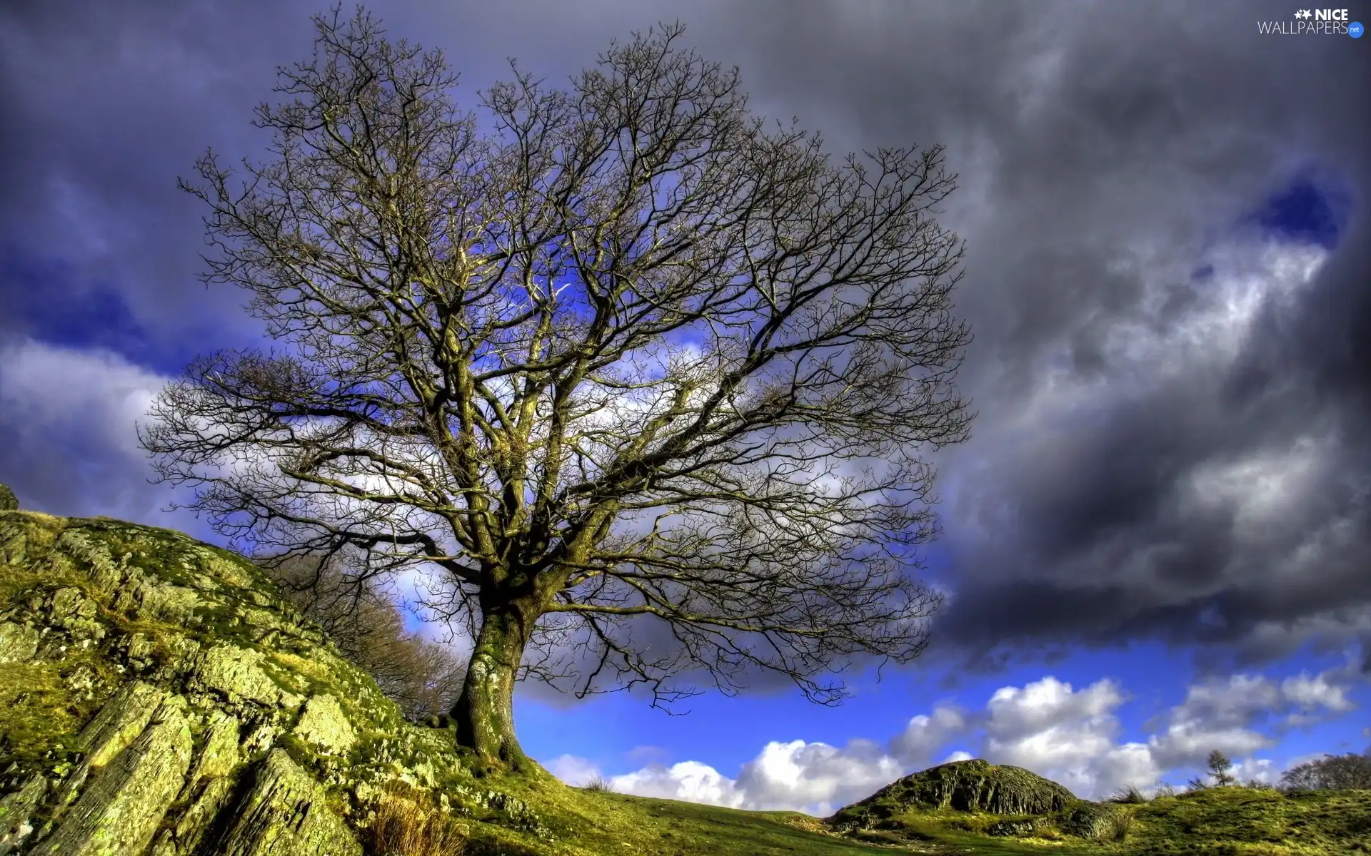 trees, clouds, Mountains