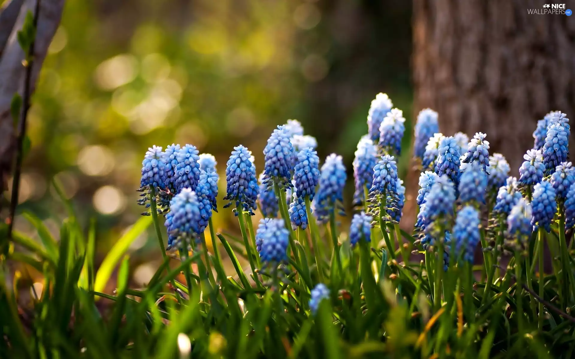 trees, Flowers, Muscari