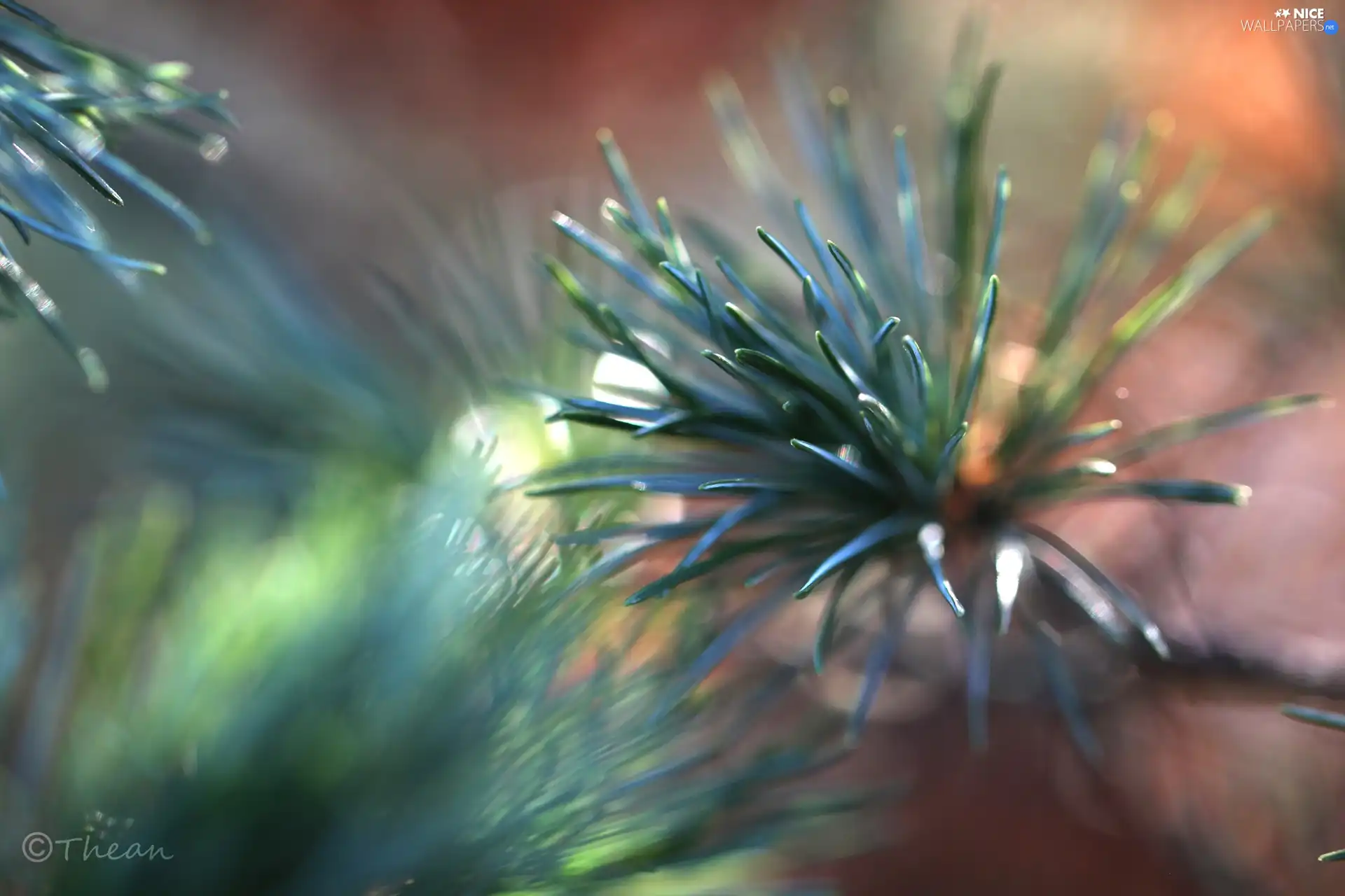 trees, pine, needle