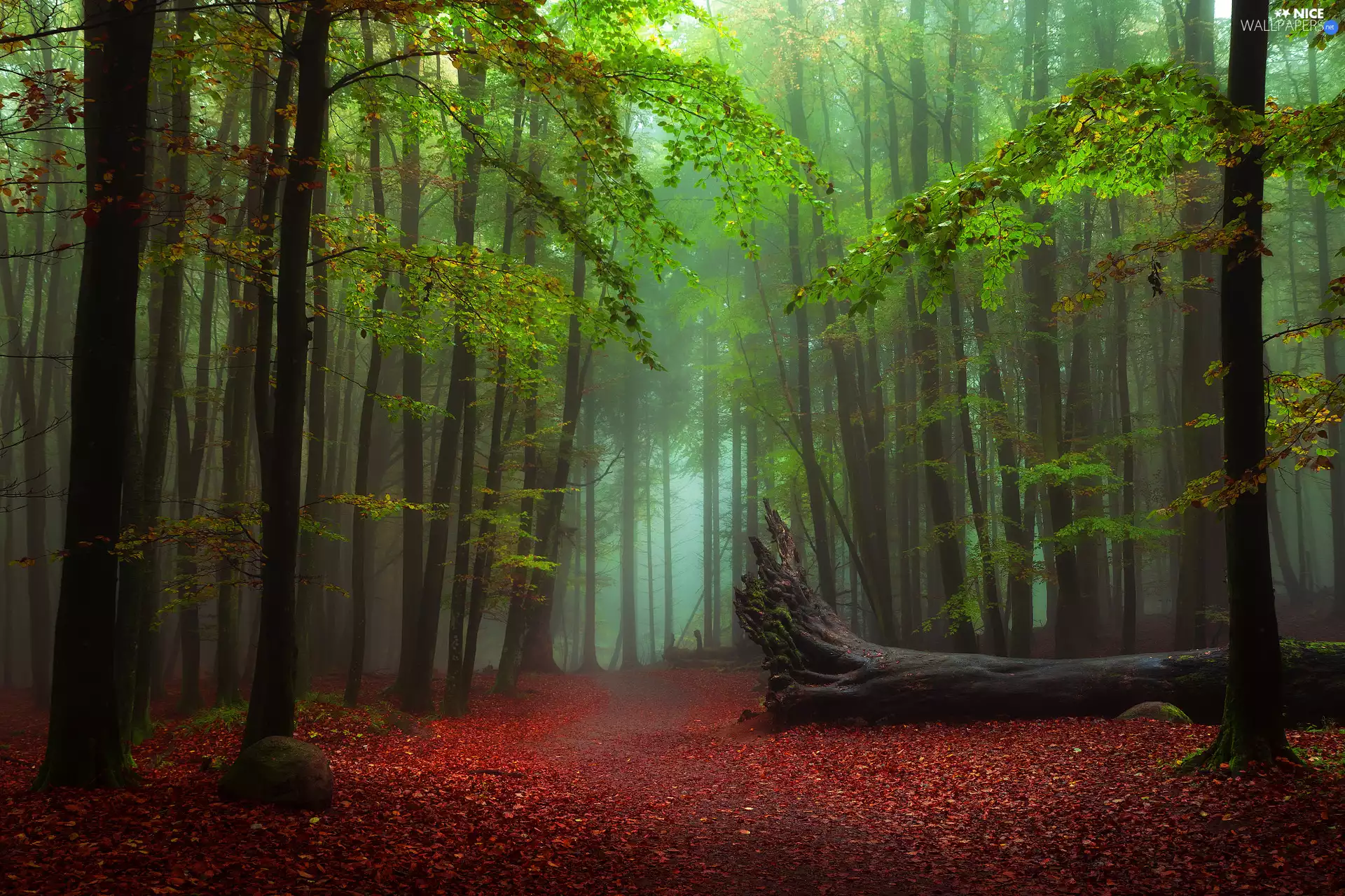 trees, viewes, trees, Way, fallen, green ones, forest, Fog
