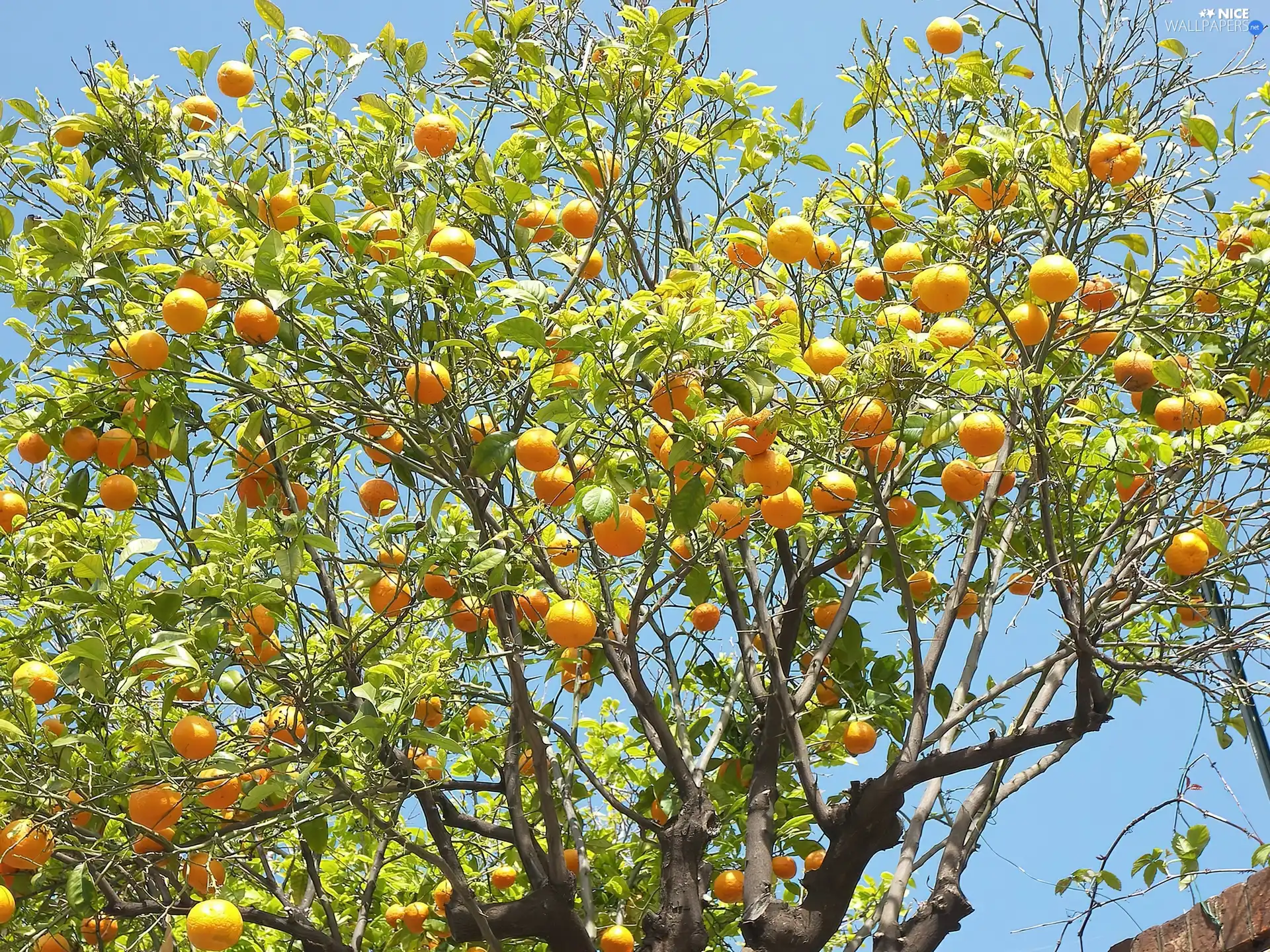 orange, trees