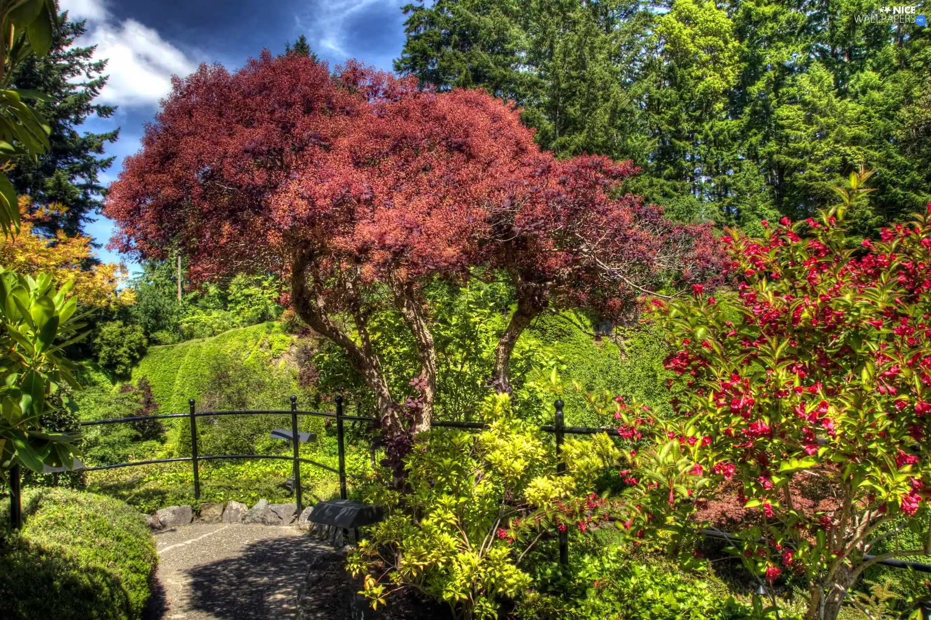 trees, Garden, ornamental