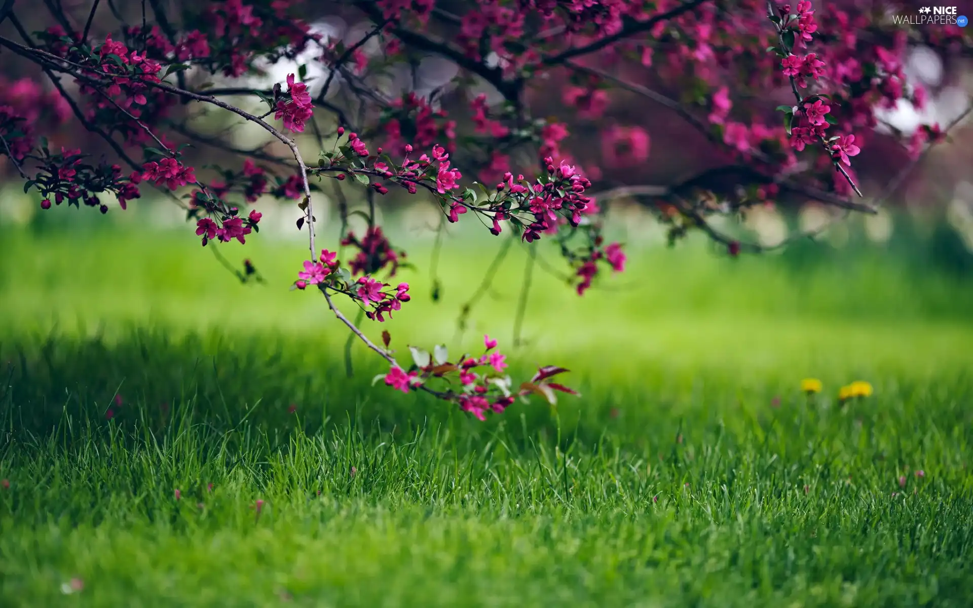 Park, Flourished, trees, grass