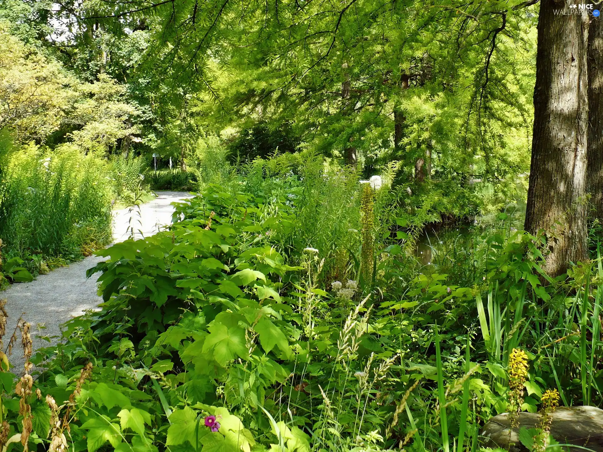 Park, Plants, trees, lane