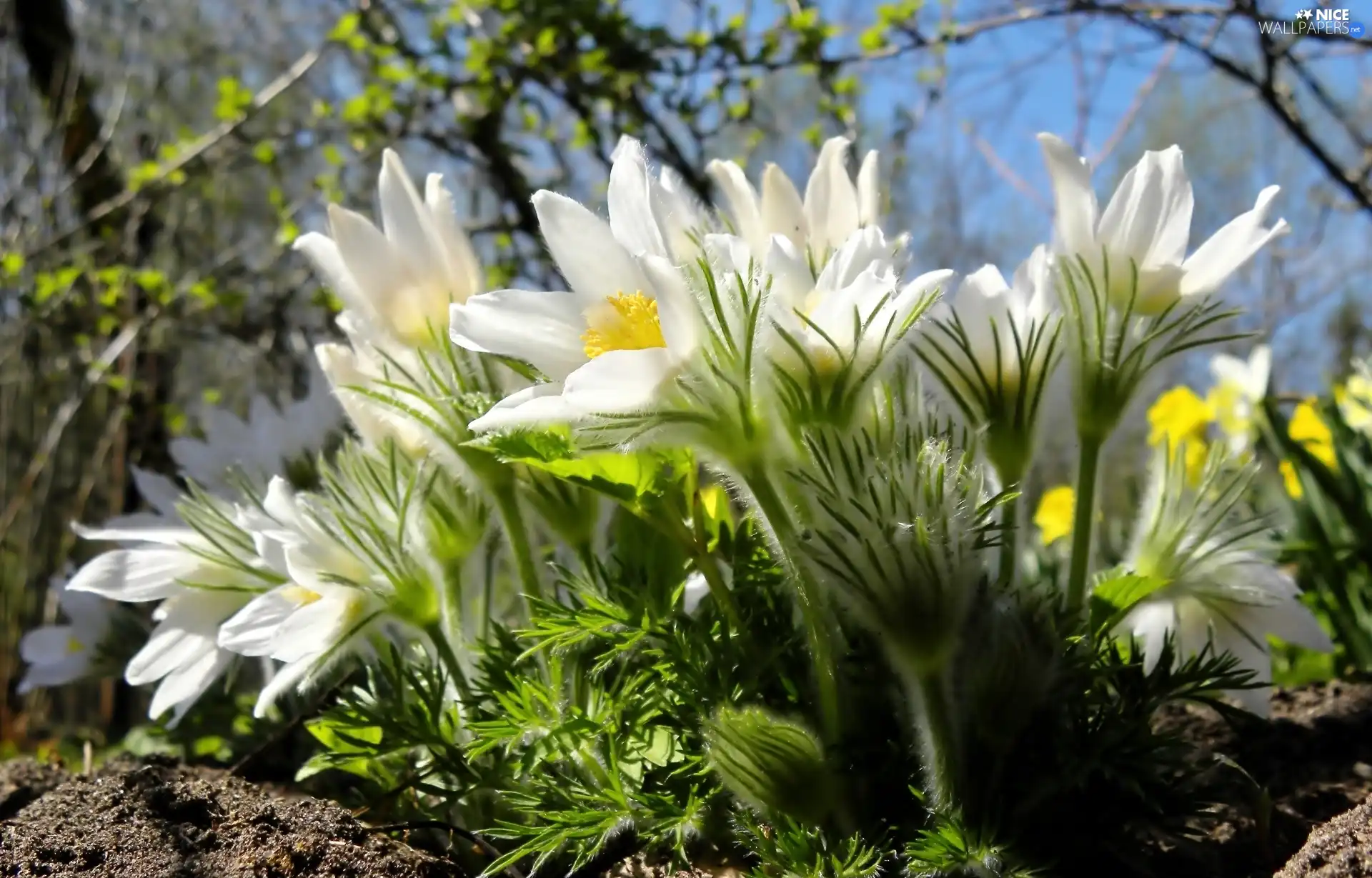 pasque, viewes, Spring, trees