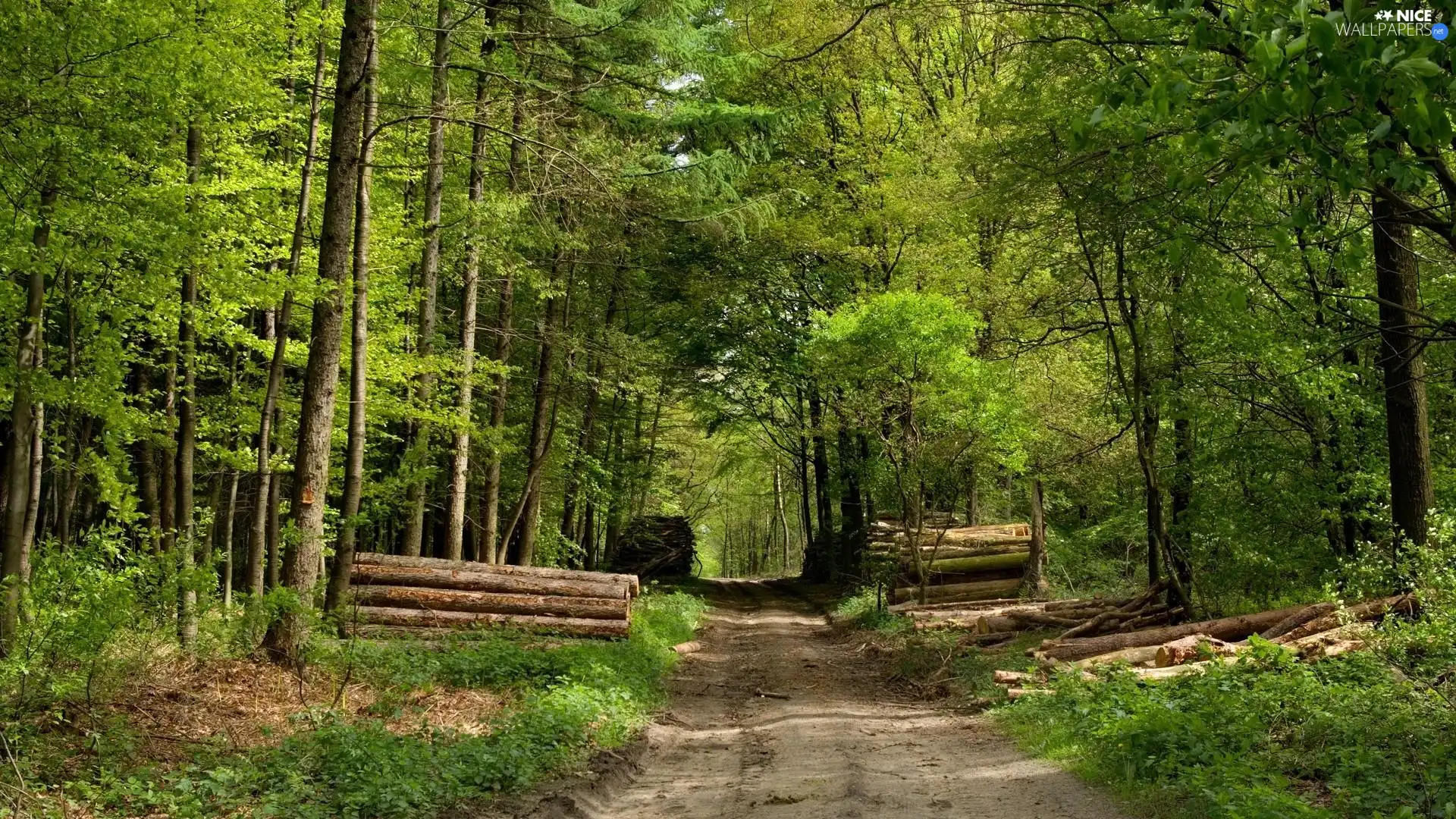 trees, Path, forest, Logs, Green