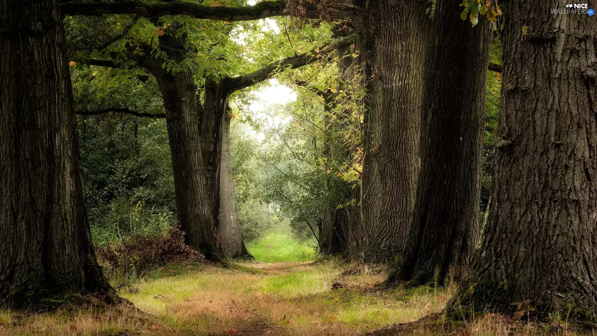 viewes, summer, Path, trees, forest, Stems, grass