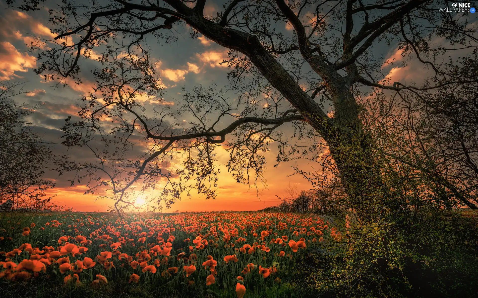 trees, Flowers, clouds, papavers, Field, branch pics, Great Sunsets
