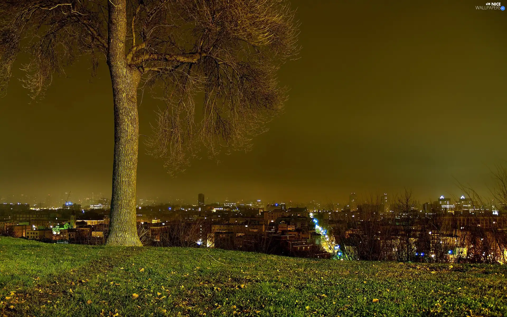 picture, night, trees, town