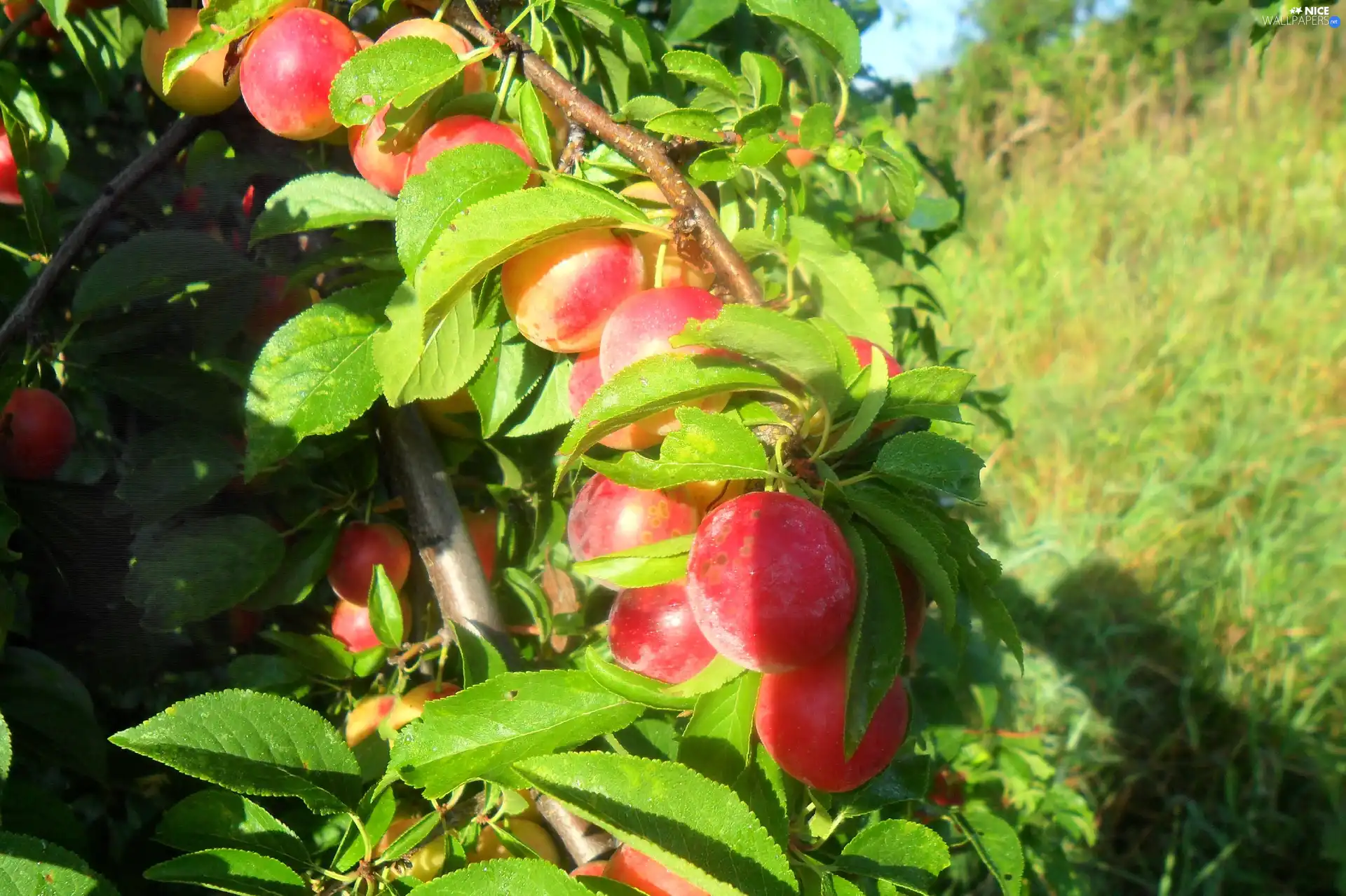 trees, maturing, plums