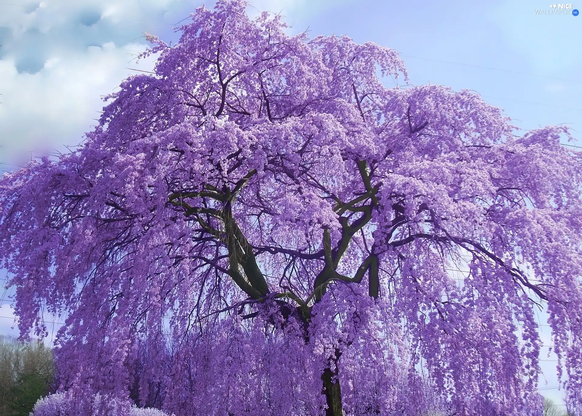 trees, flourishing, purple