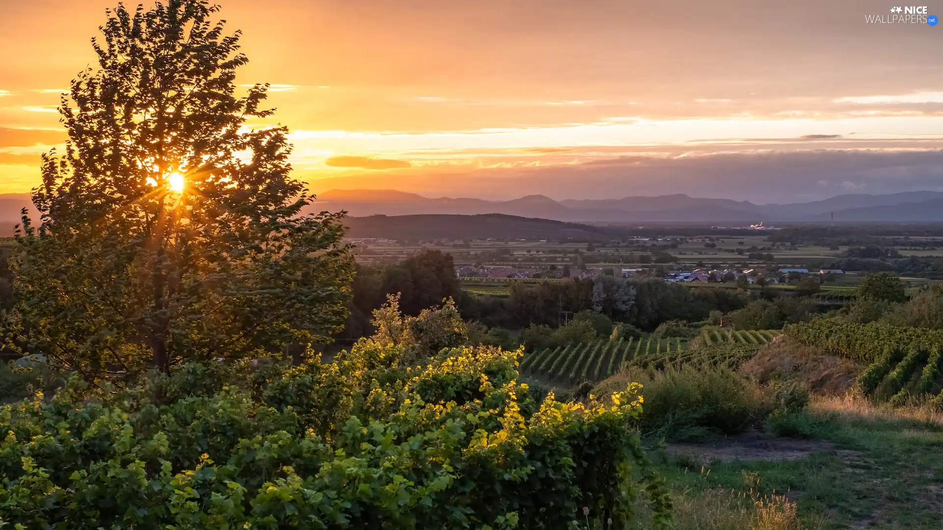 vineyards, VEGETATION, rays of the Sun, field, trees