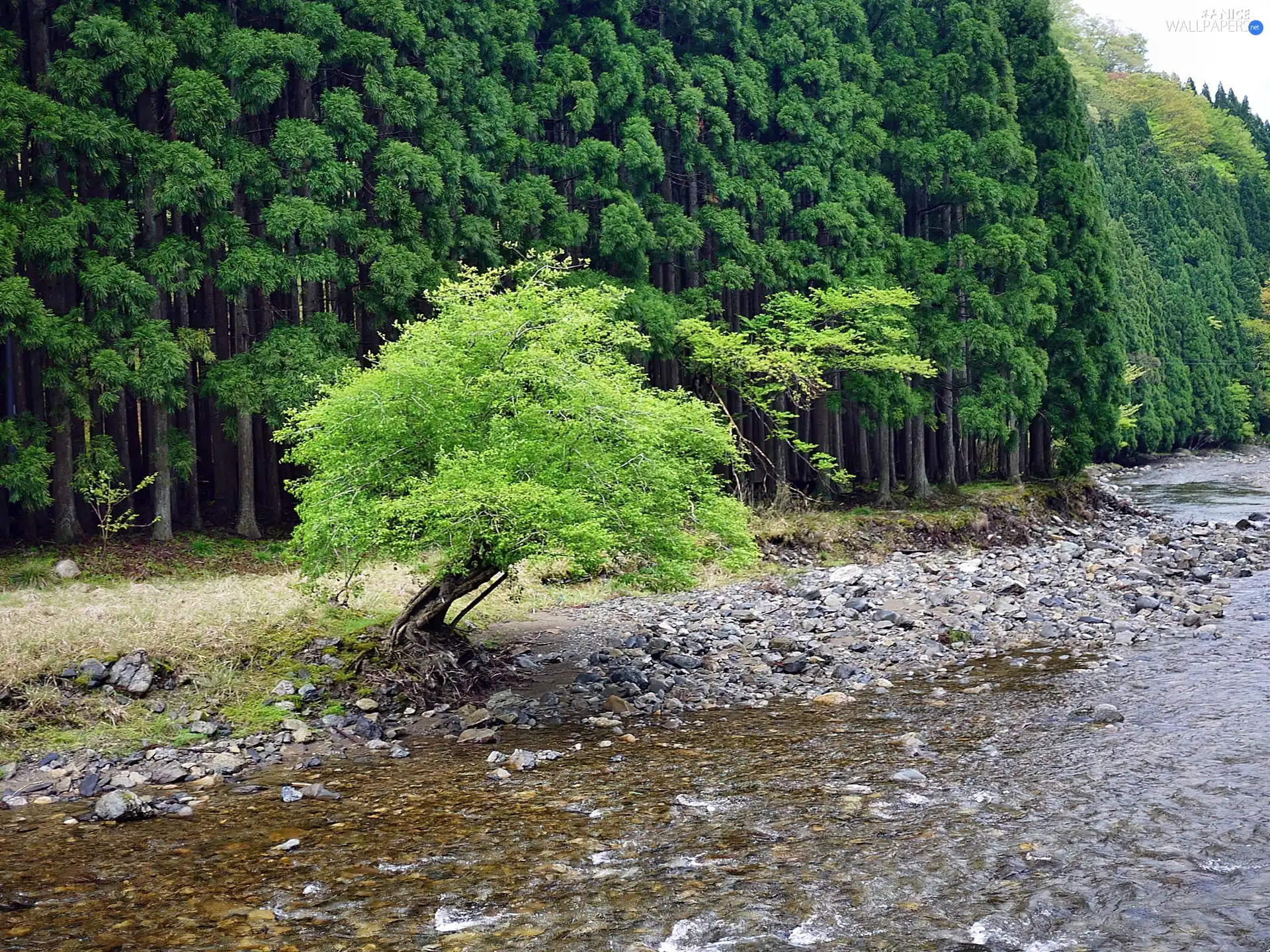 trees, forest, River