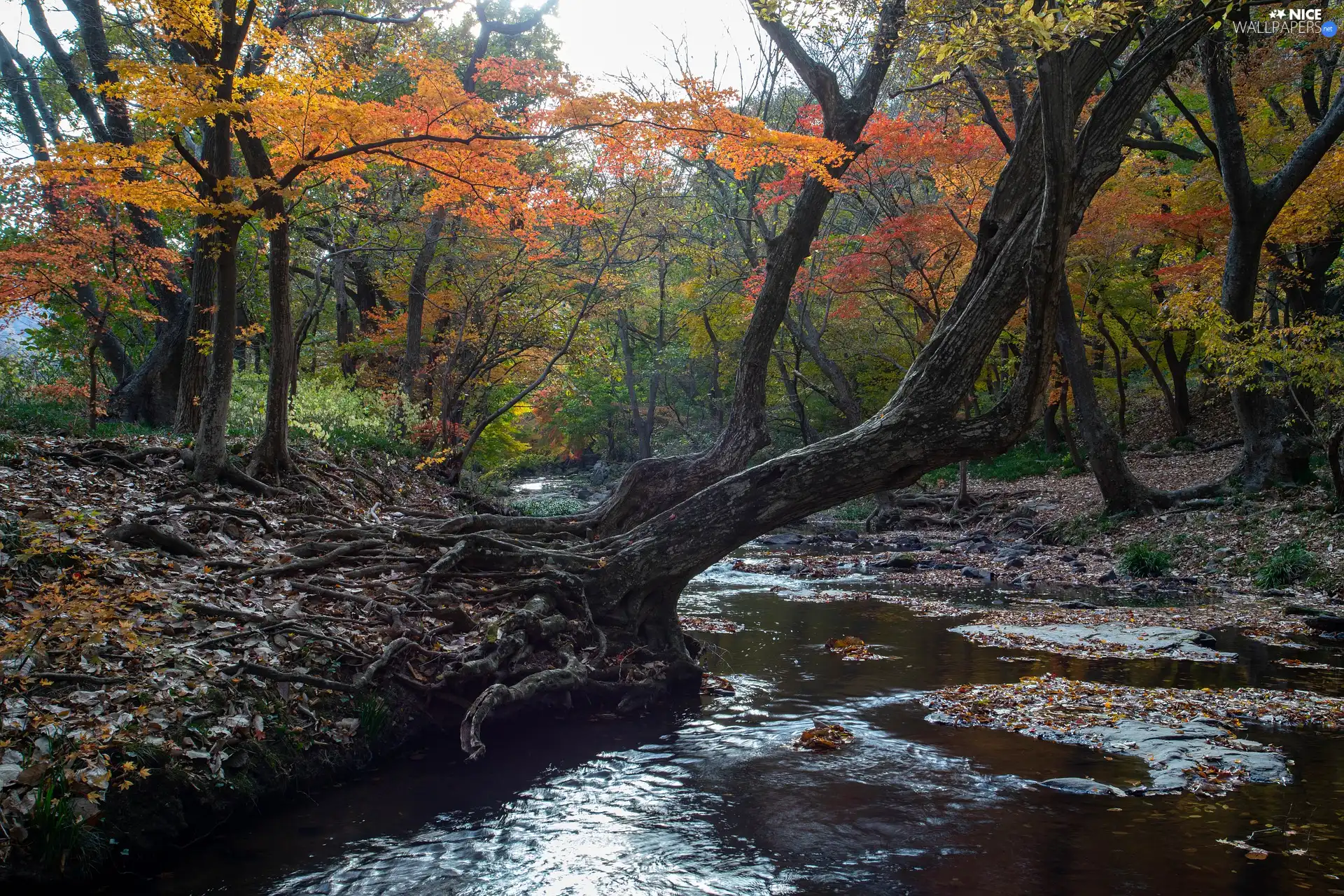 trees, viewes, River, inclined, roots, forest, autumn, trees