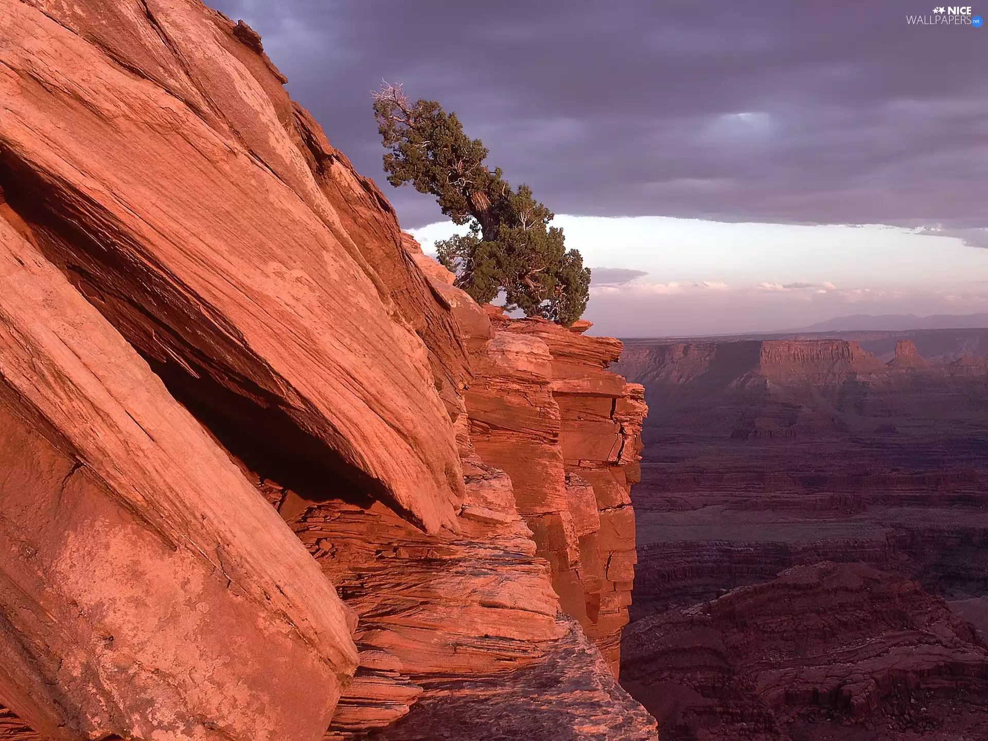 trees, canyon, rocks