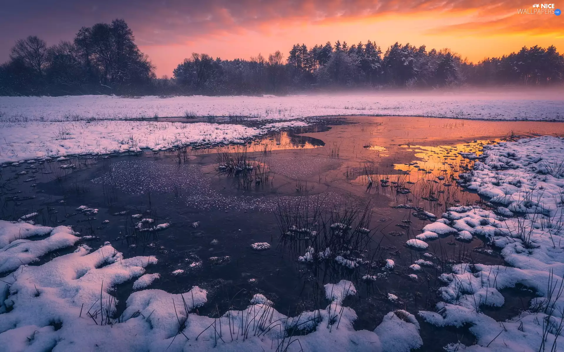 Icecream, snow, rushes, Fog, viewes, lake, winter, trees