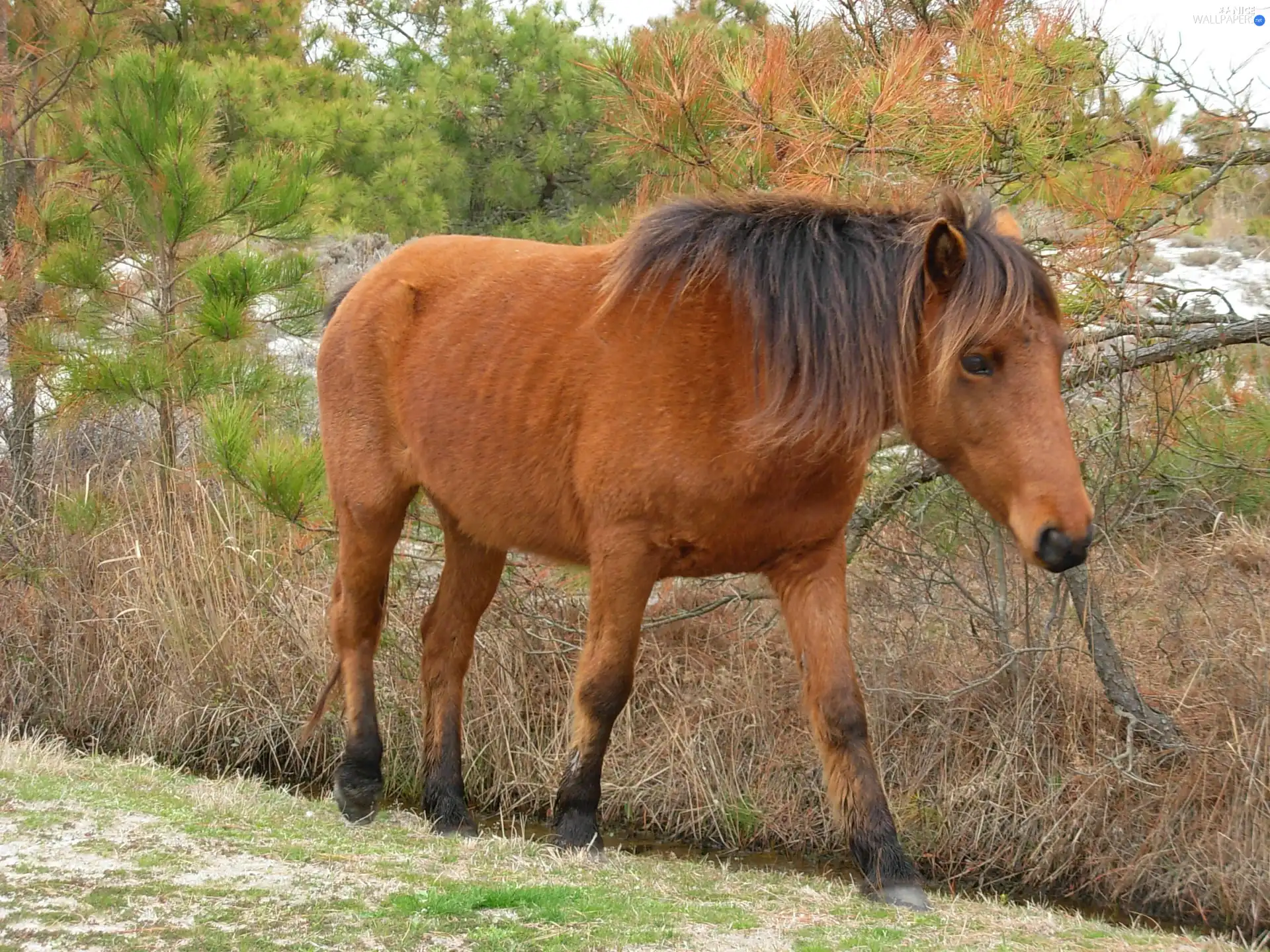 viewes, sea-horse, trees