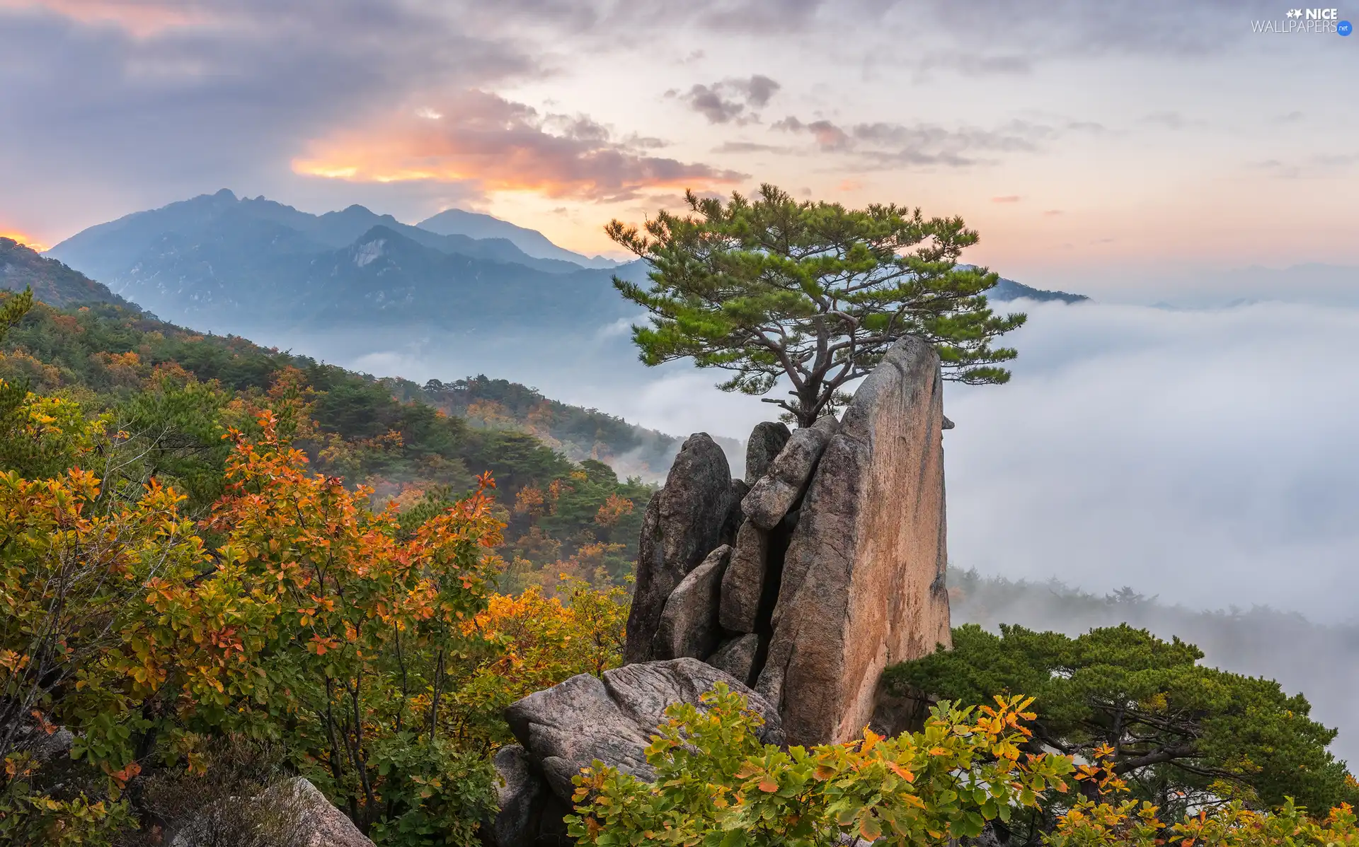 trees, Mountains, pine, Rocks, woods, autumn, Sky, clouds, Fog