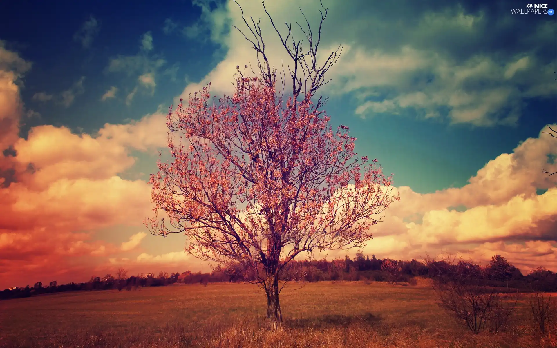 trees, clouds, Sky