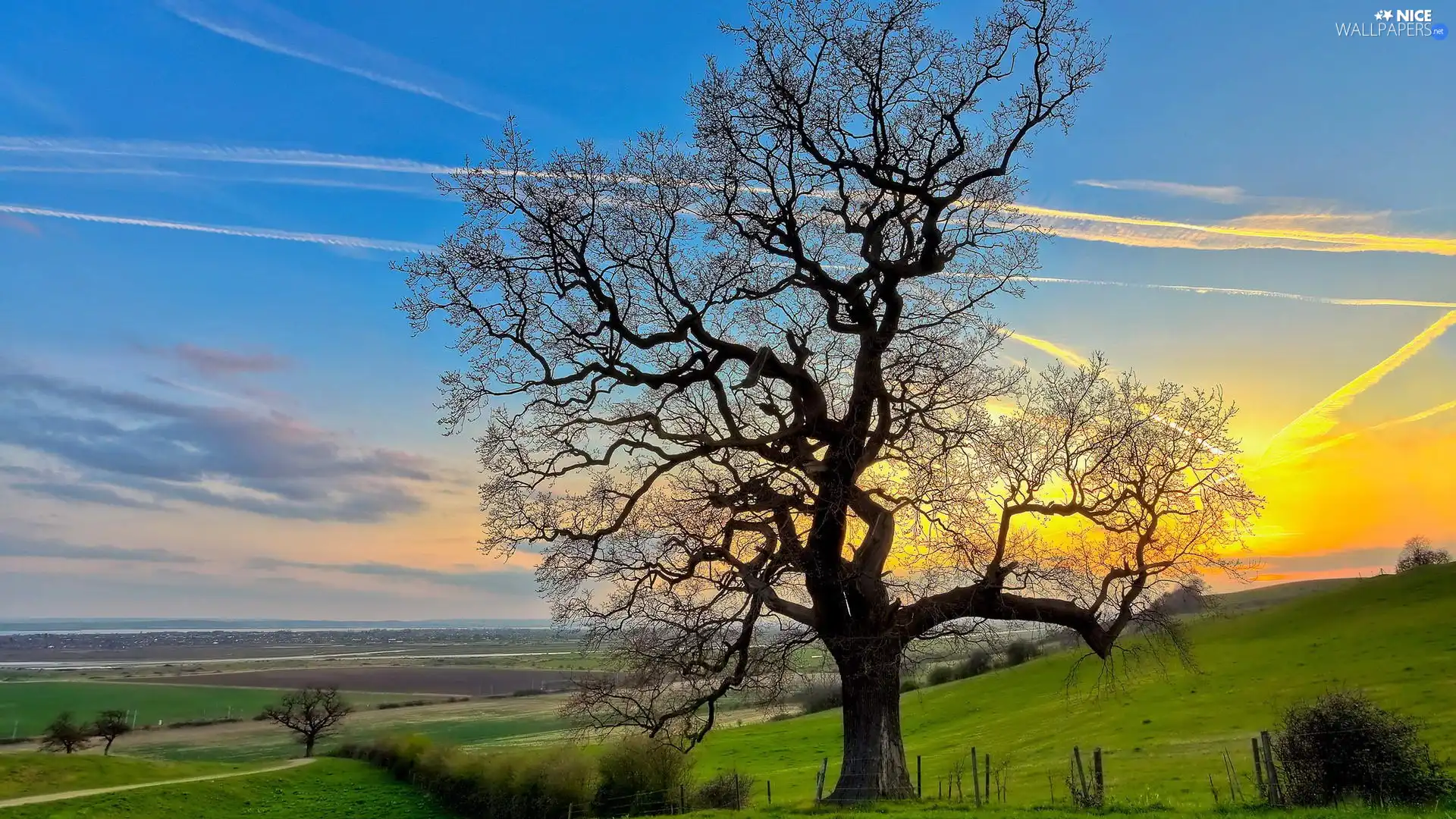 trees, field, Sky