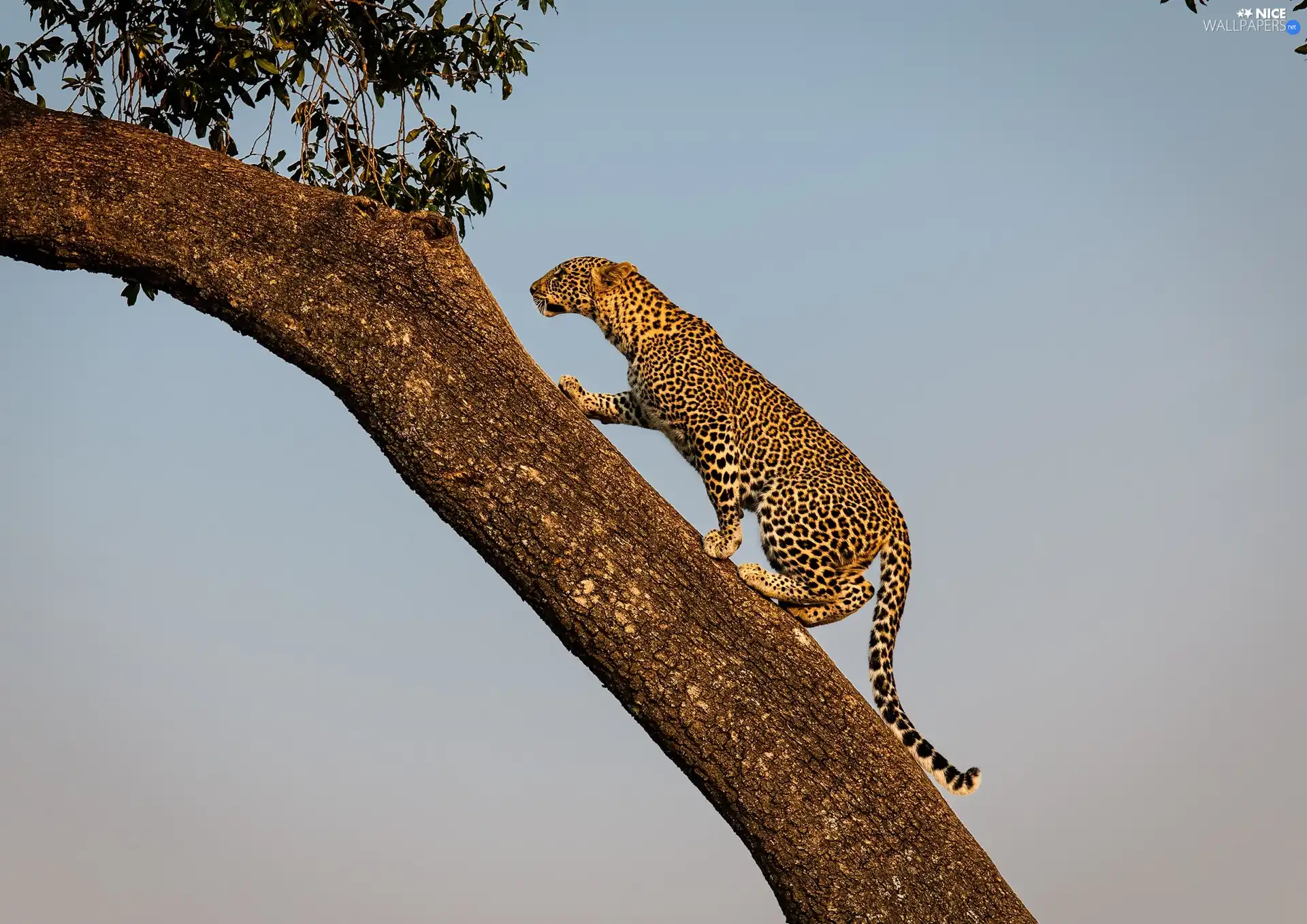 trees, Leopards, Sloping